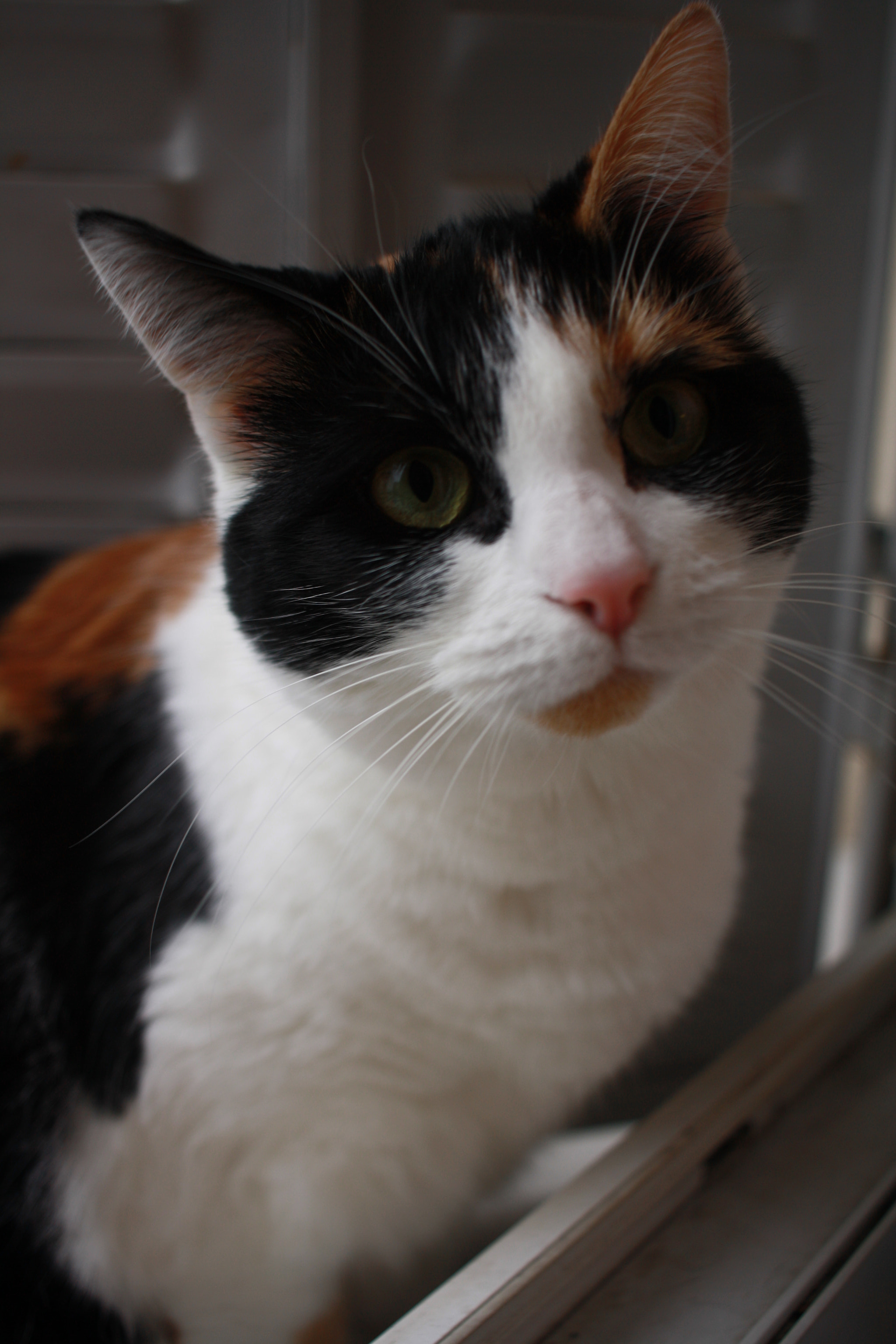 Canon EF-S 24mm F2.8 STM sample photo. Lyla photography