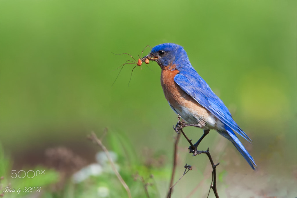 150-600mm F5-6.3 DG OS HSM | Sports 014 sample photo. Blue bird in pa (2) photography
