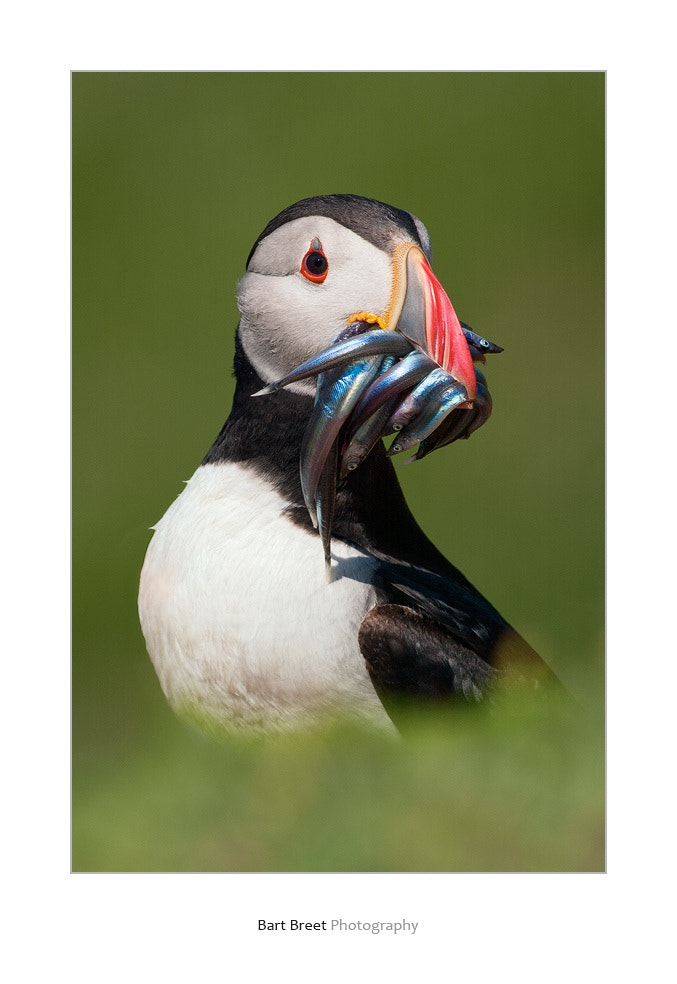 Nikon D1X sample photo. Portrait of atlantic puffin (fratercula arctica) photography