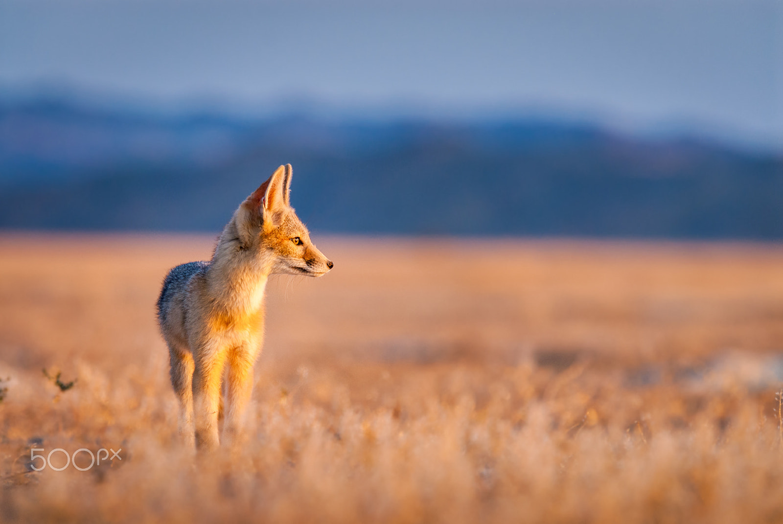Nikon D200 sample photo. Kit fox pup photography