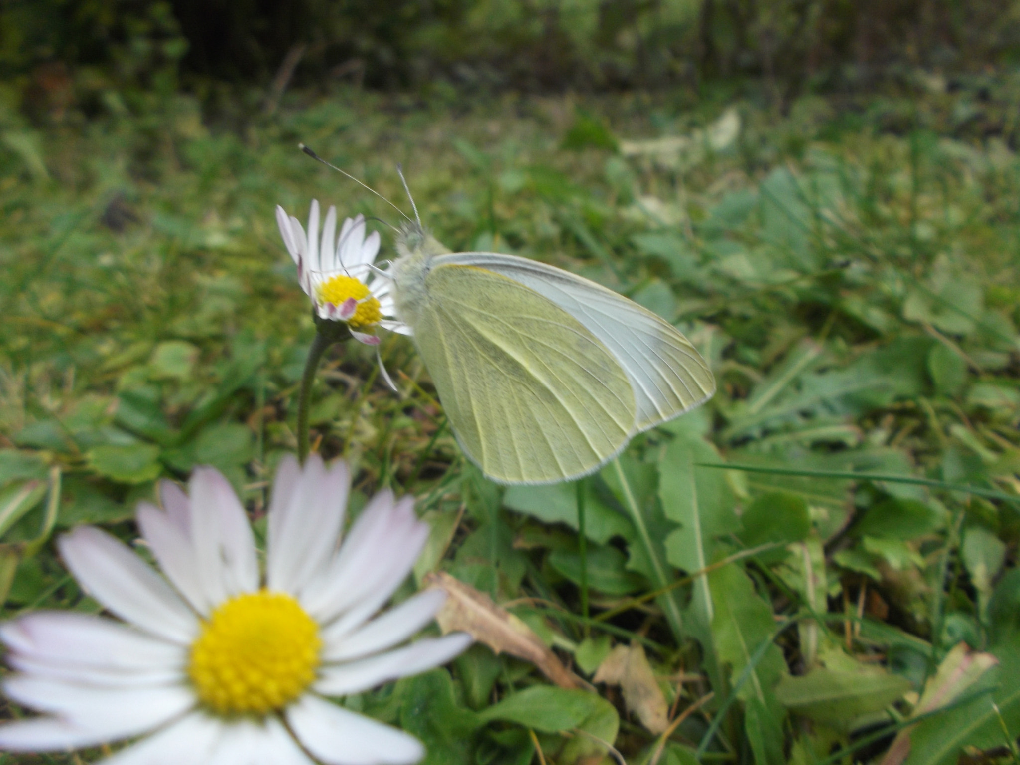 Fujifilm FinePix JX600 sample photo. Butterfly photography