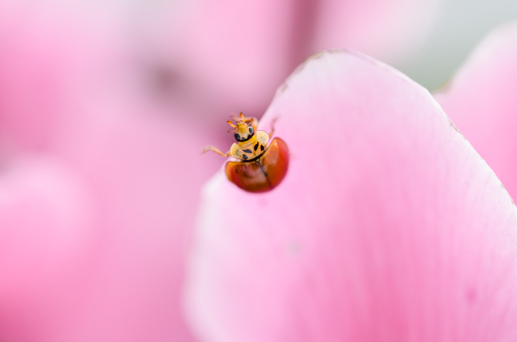 Sigma 105mm F2.8 EX DG OS HSM sample photo. Coccinelle équilibriste photography