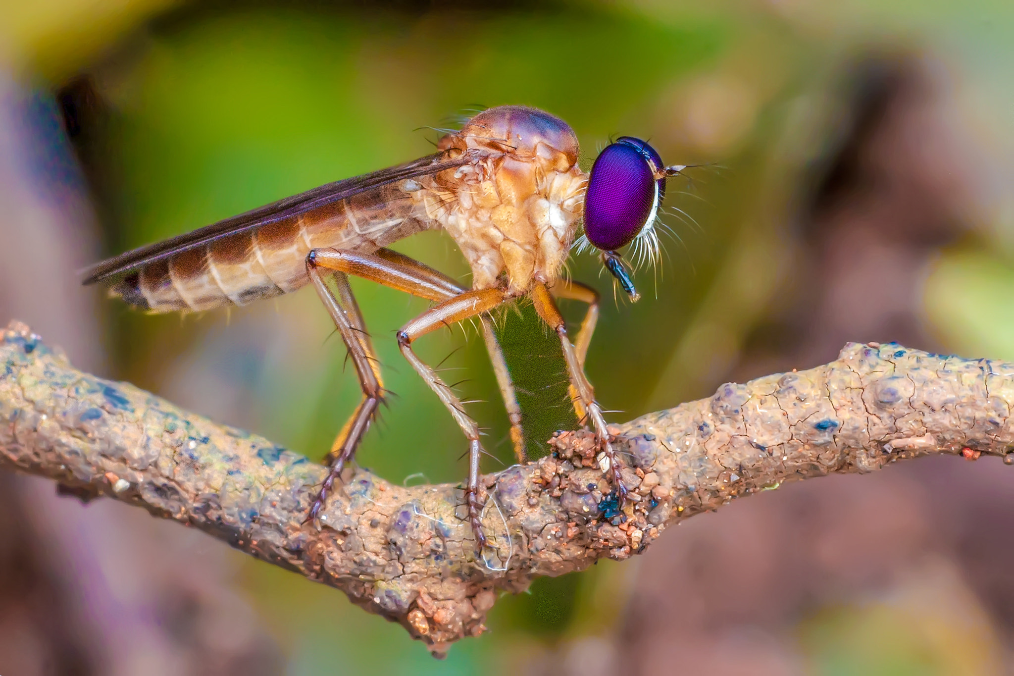 Canon EF-S 55-250mm F4-5.6 IS sample photo. Mini robber fly photography