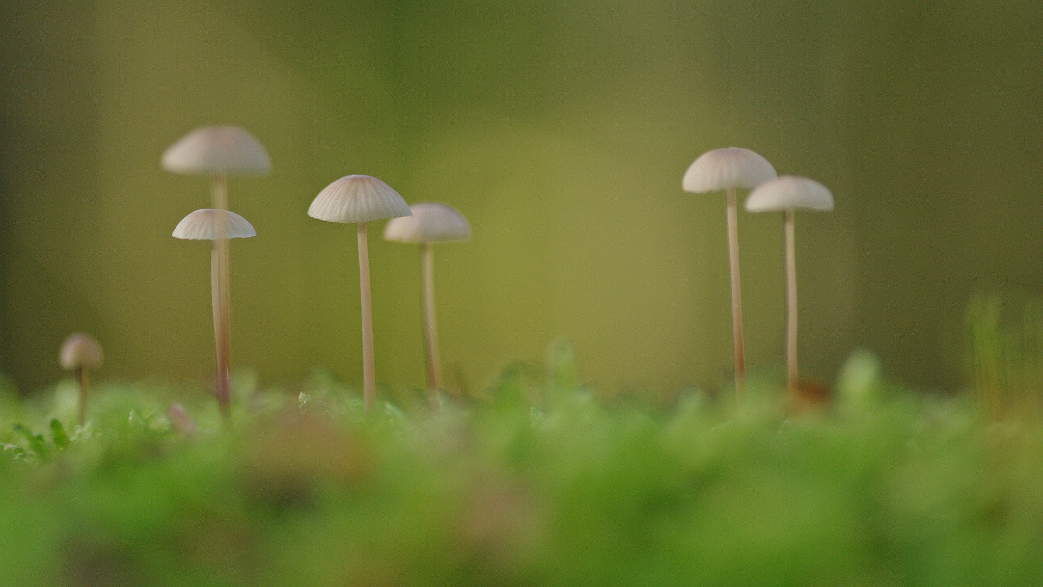 Pentax K-7 sample photo. Champignons photography