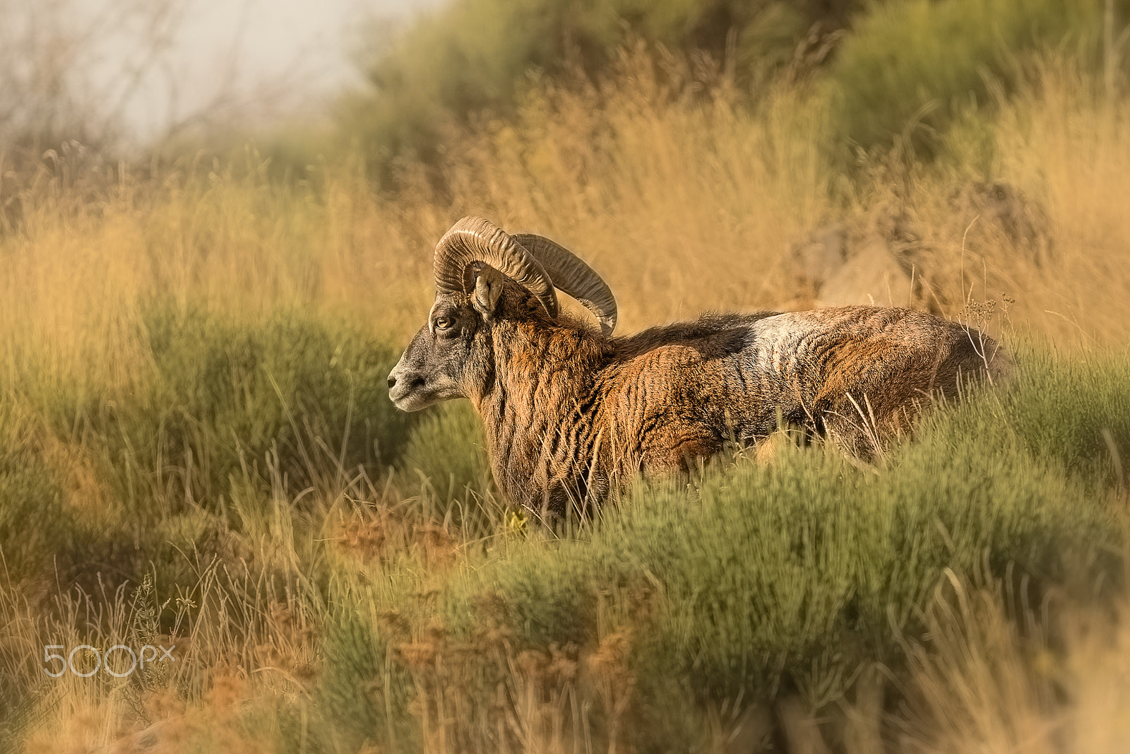 Canon EOS-1D X + Canon EF 400mm F5.6L USM sample photo. Mouflon photography