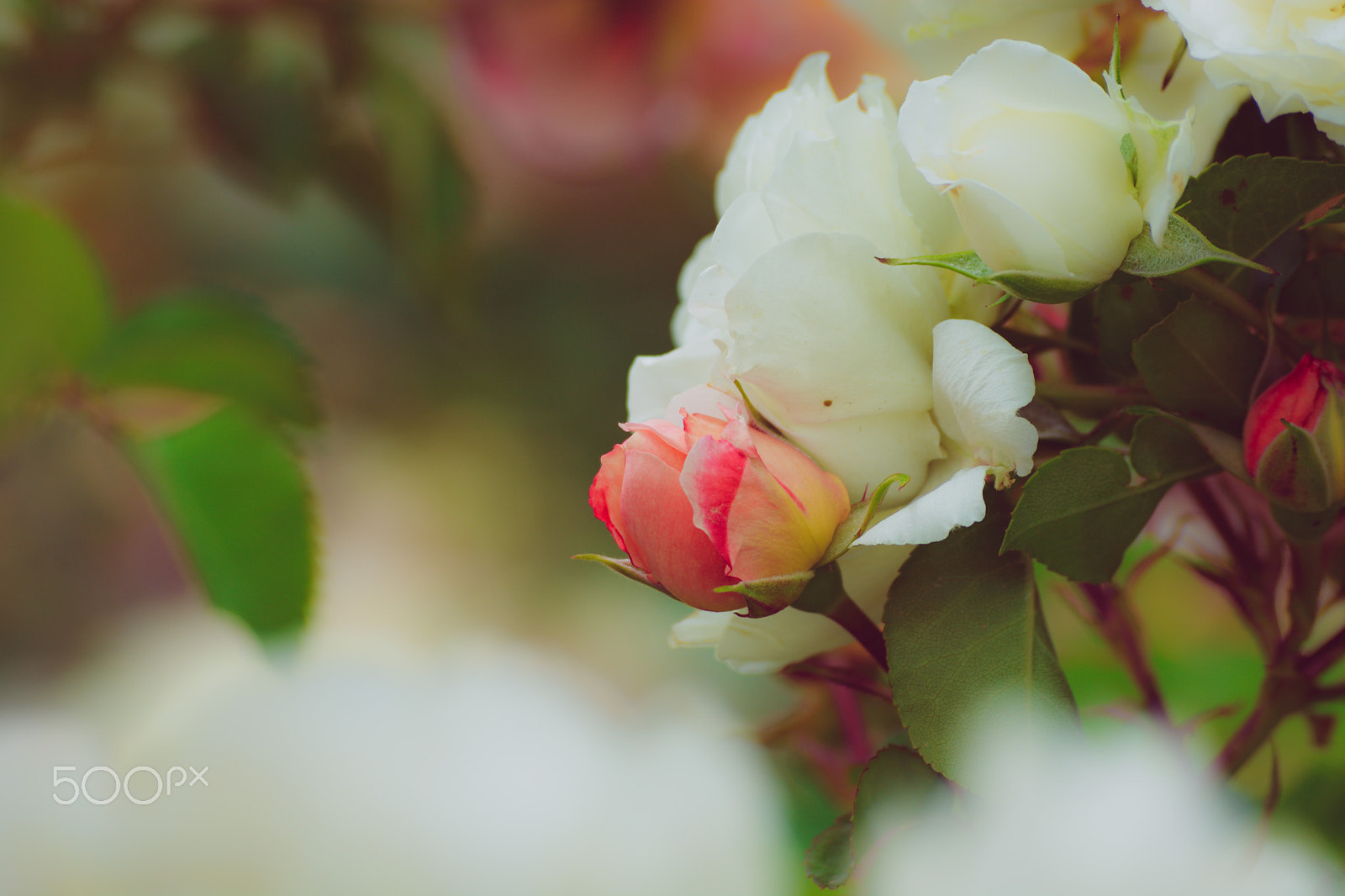 Nikon D7100 sample photo. The rose garden photography