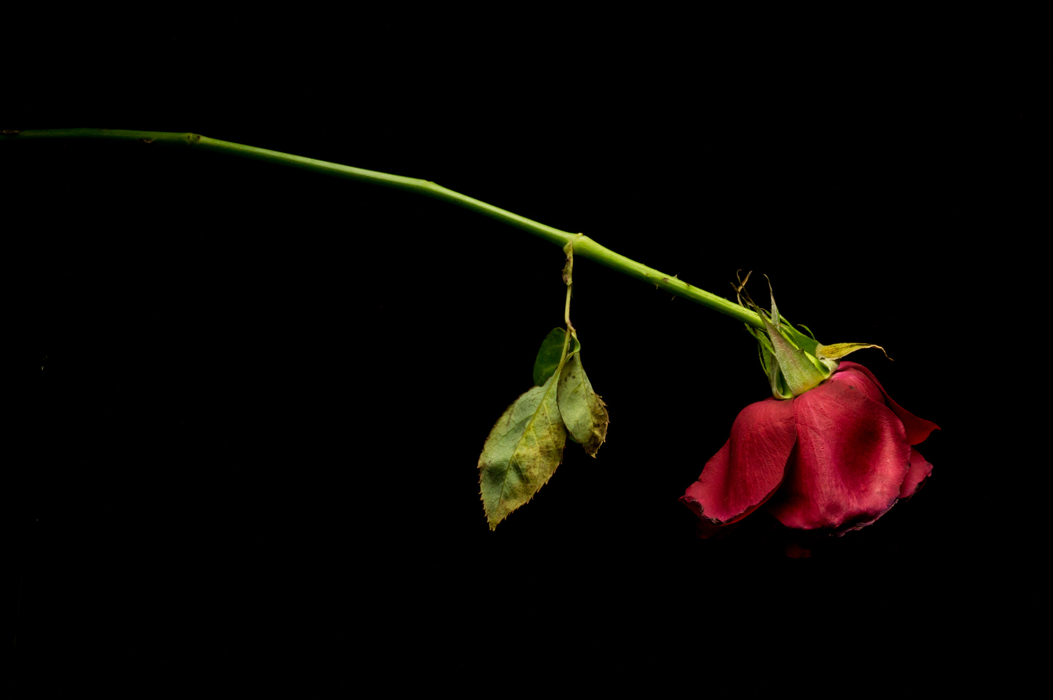 Sony SLT-A37 sample photo. Wilting flower photography