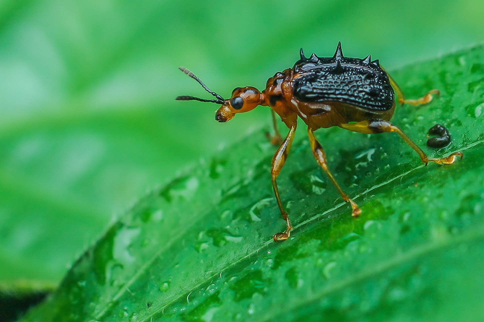Canon EF-S 55-250mm F4-5.6 IS sample photo. Weevil photography