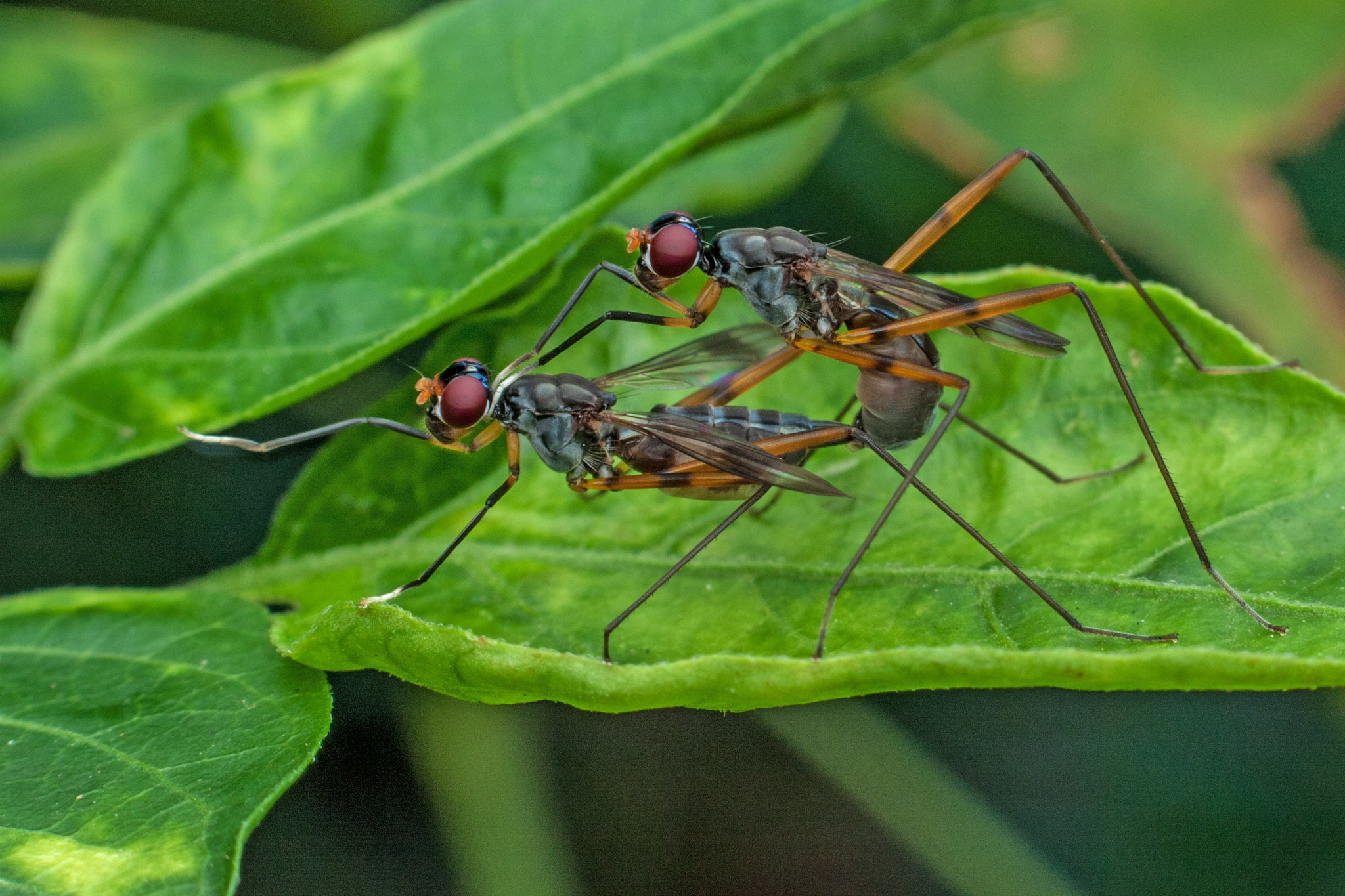 Canon EF-S 55-250mm F4-5.6 IS sample photo. Mating long leg fly photography
