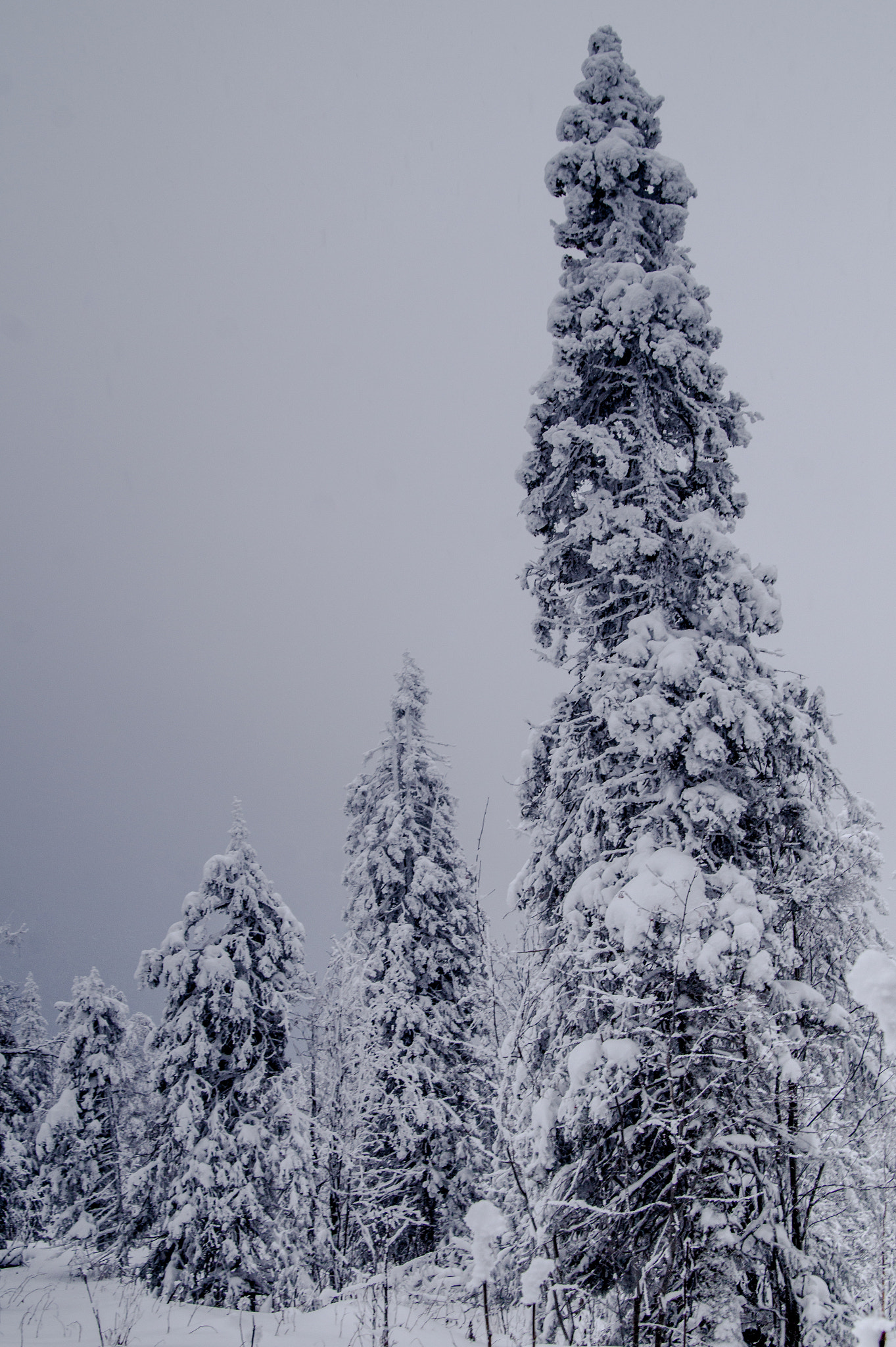 Sony SLT-A58 + Sigma 17-70mm F2.8-4.5 (D) sample photo. Fir-trees photography