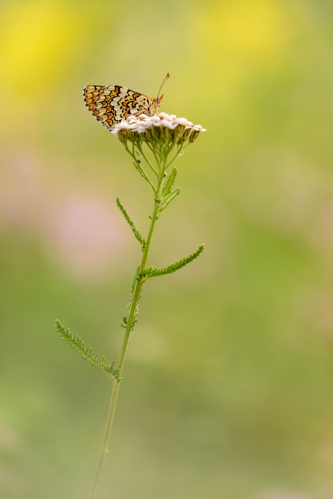 Sigma 150mm F2.8 EX DG Macro HSM sample photo. Melitaea phoebe photography