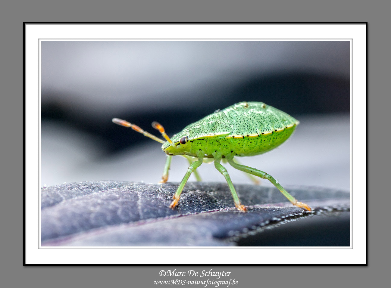 Canon EOS 5D Mark II sample photo. Nymph green stink bug photography