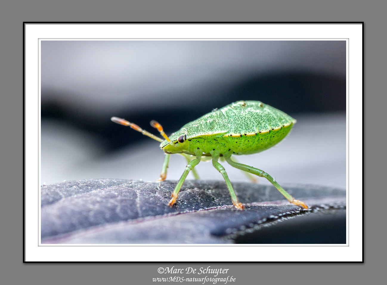 Canon TS-E 90mm F2.8 Tilt-Shift sample photo. Nymph green stink bug photography
