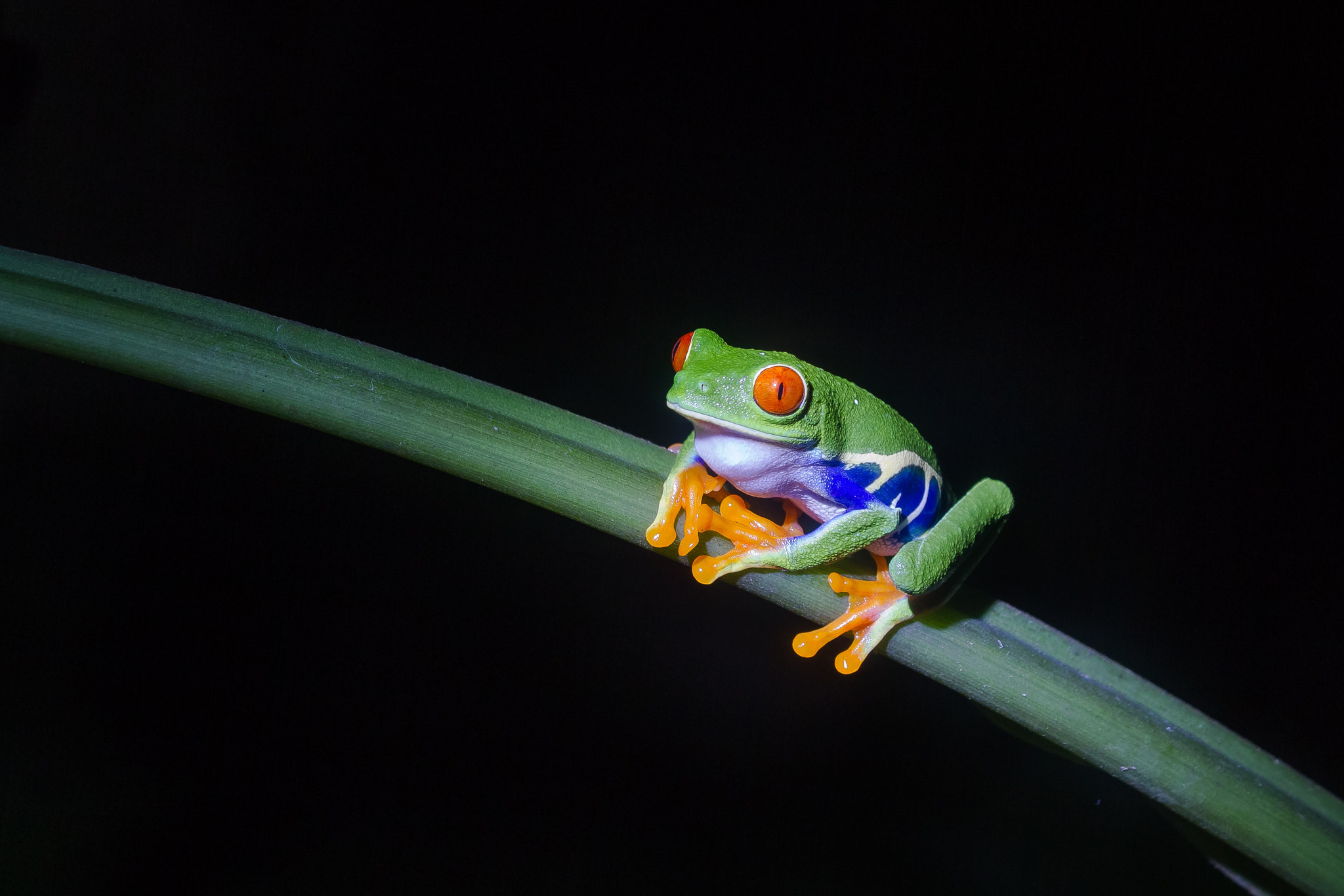 Sigma APO Macro 150mm f/2.8 EX DG HSM sample photo. Red-yellow-frog photography