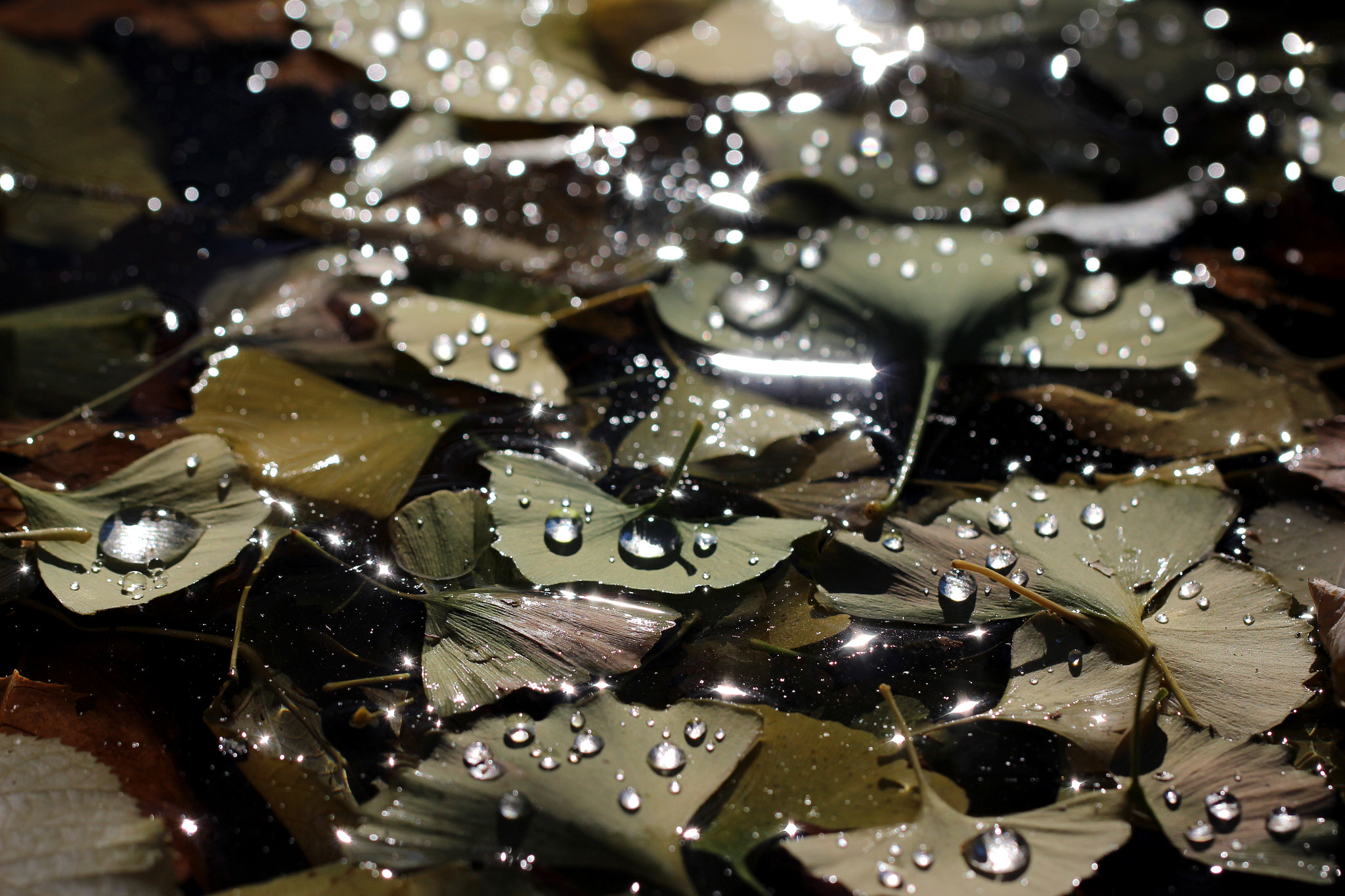 Canon EF 100mm F2.8L Macro IS USM sample photo. Otoño en el estanque photography