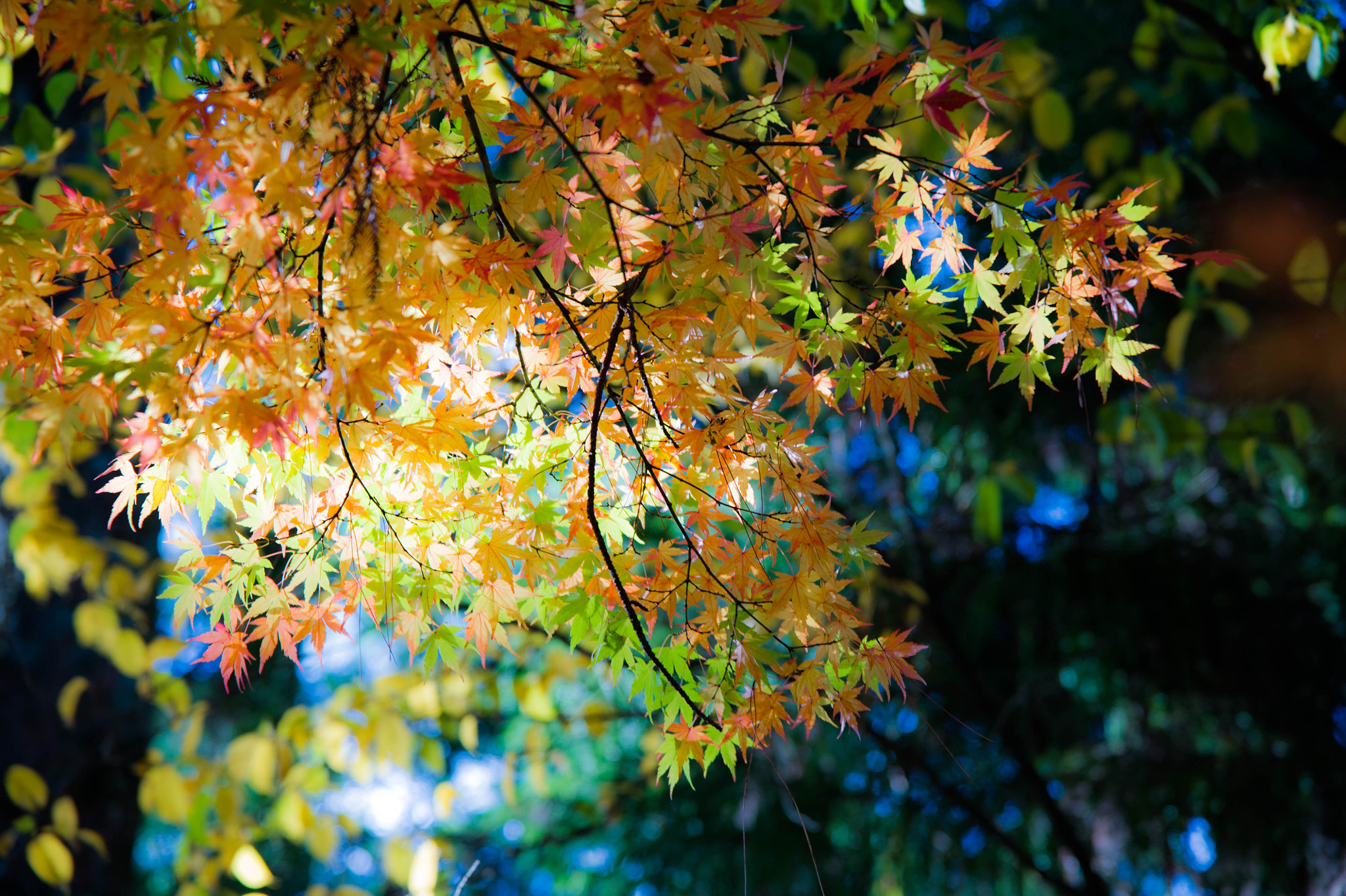 Nikon D3S sample photo