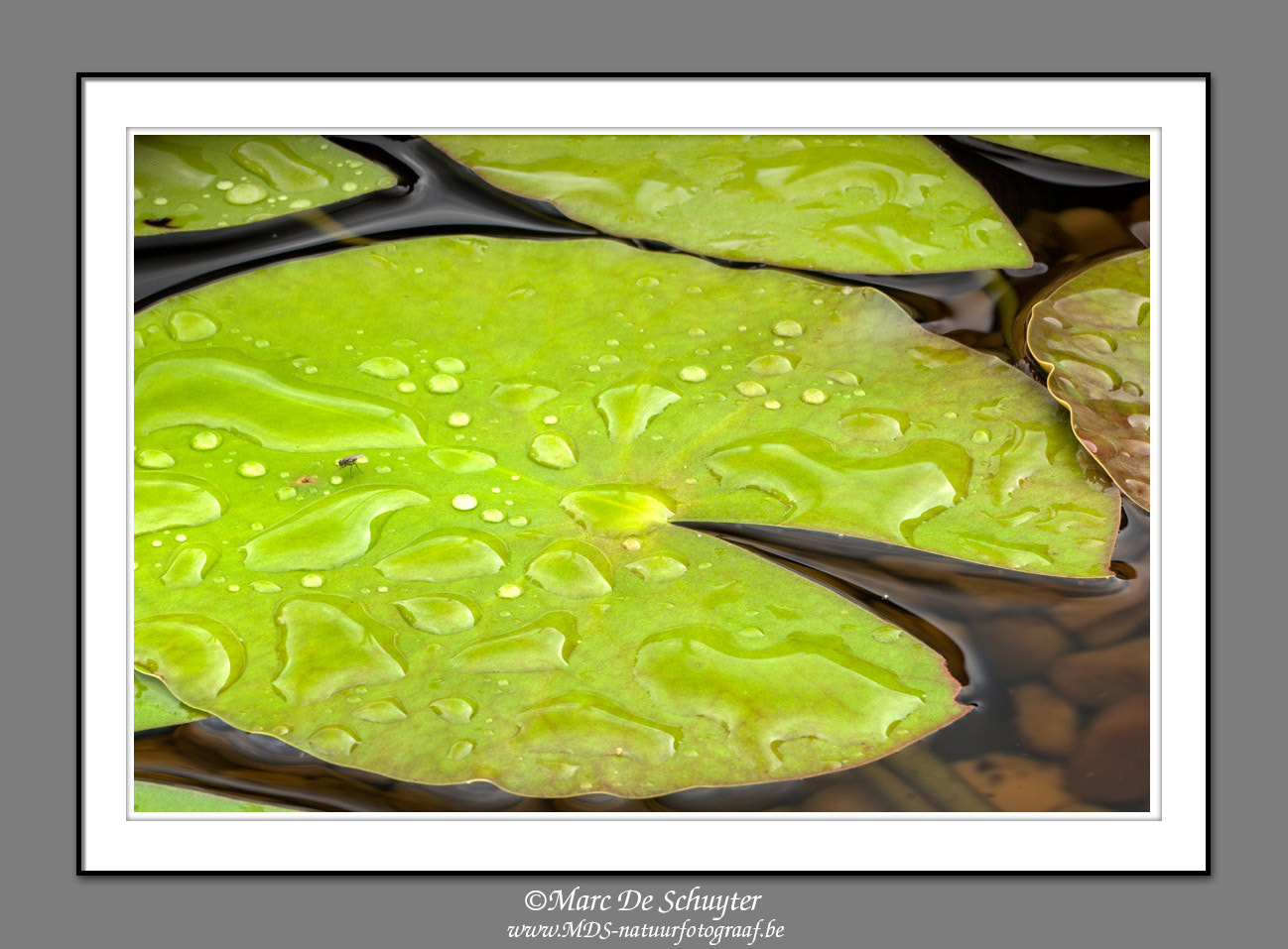Canon EOS 5D Mark II sample photo. Water lily leaves photography