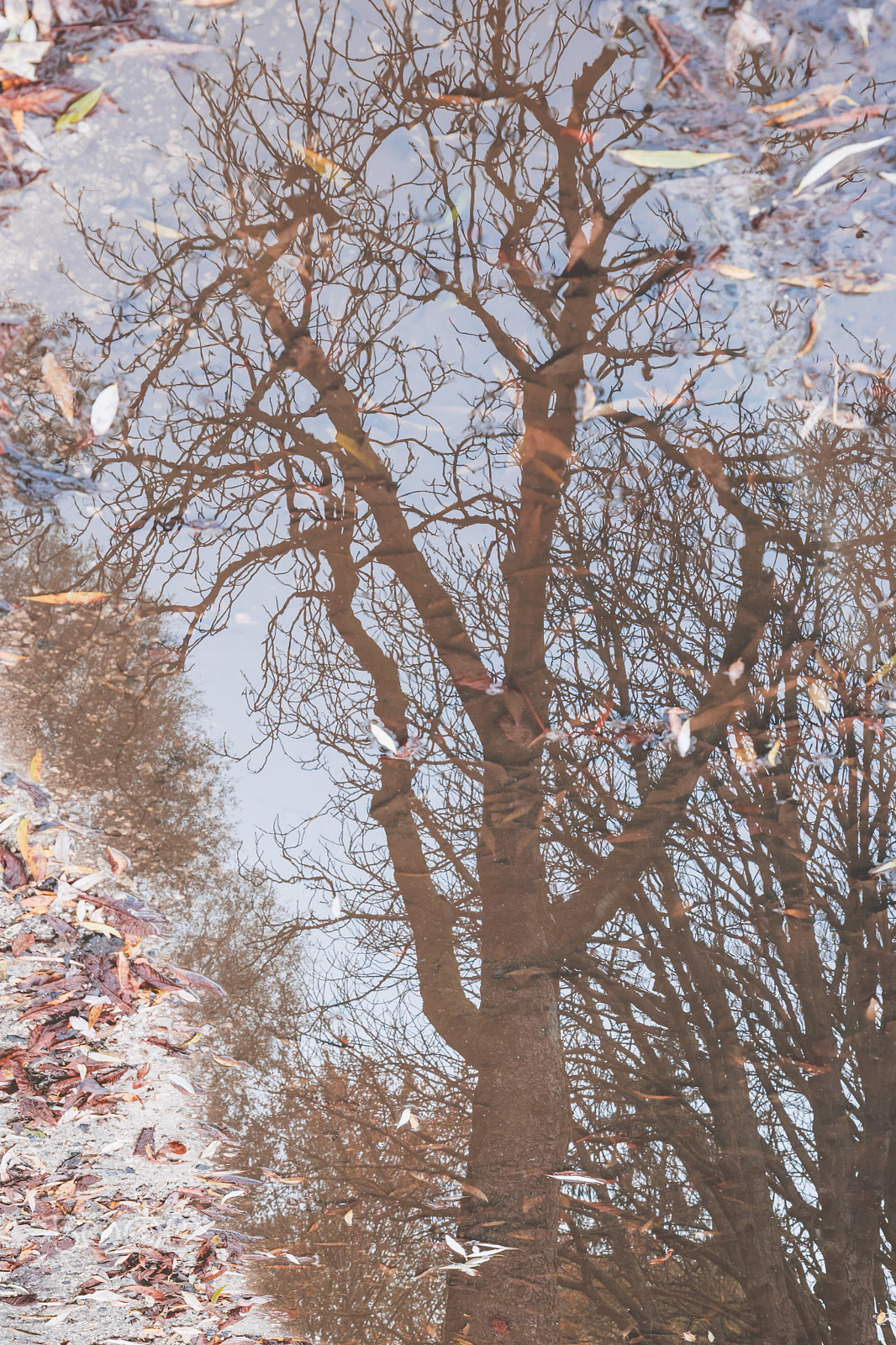 Canon EOS 750D (EOS Rebel T6i / EOS Kiss X8i) sample photo. Bare tree dreaming of spring photography