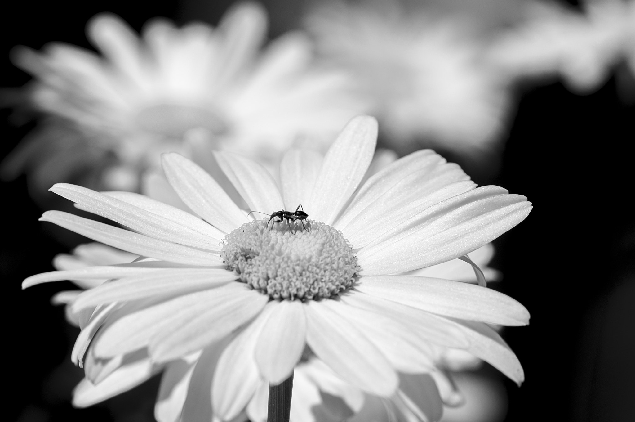 Nikon D300 sample photo. 134 photography