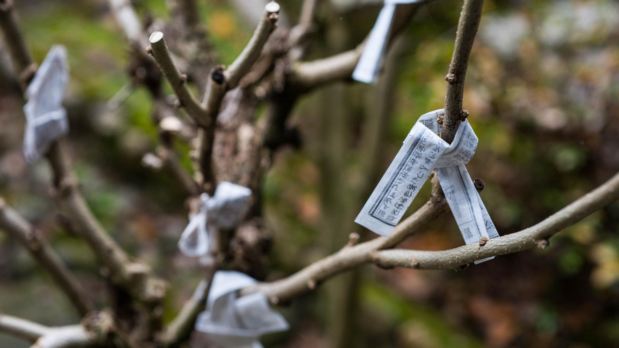 Nikon D800 sample photo. A prayer, a memory photography