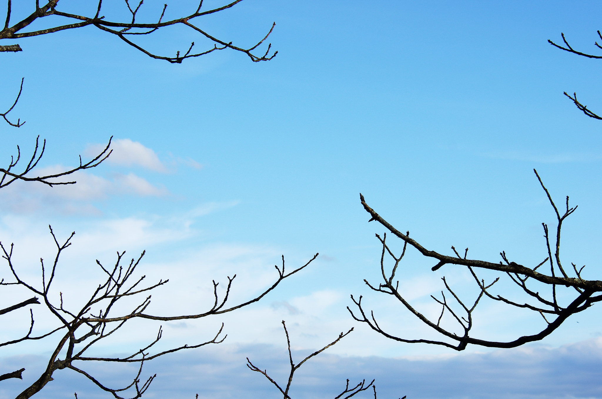 Pentax K-5 II + smc PENTAX-FA 80-320mm F4.5-5.6 sample photo. Black branches photography