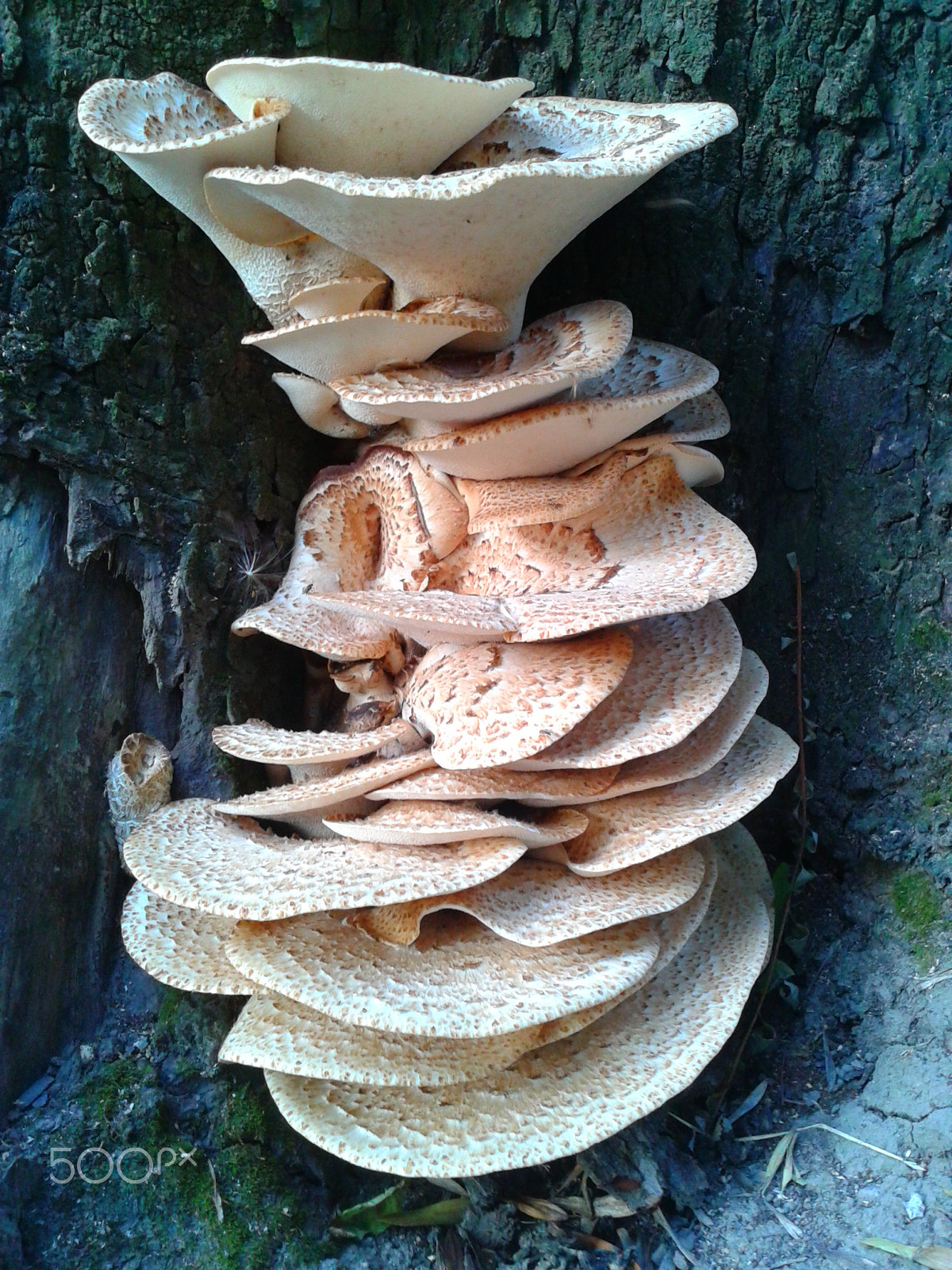 Samsung GT-S5611 sample photo. Mushroom tower photography