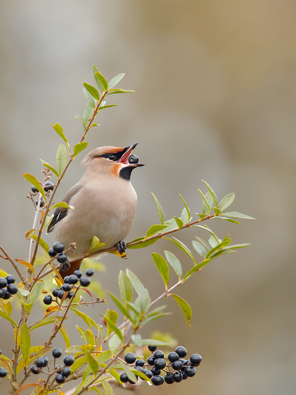 Canon EOS-1D X sample photo. Waxwing  photography