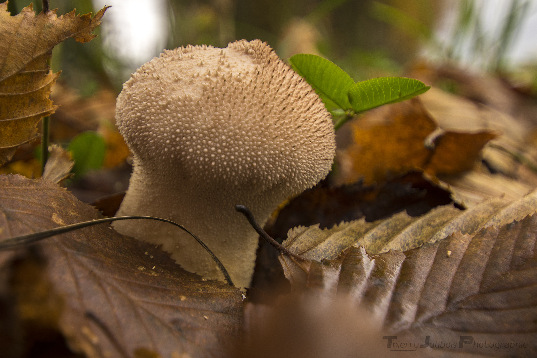 Pentax K-3 sample photo. Mushroom photography