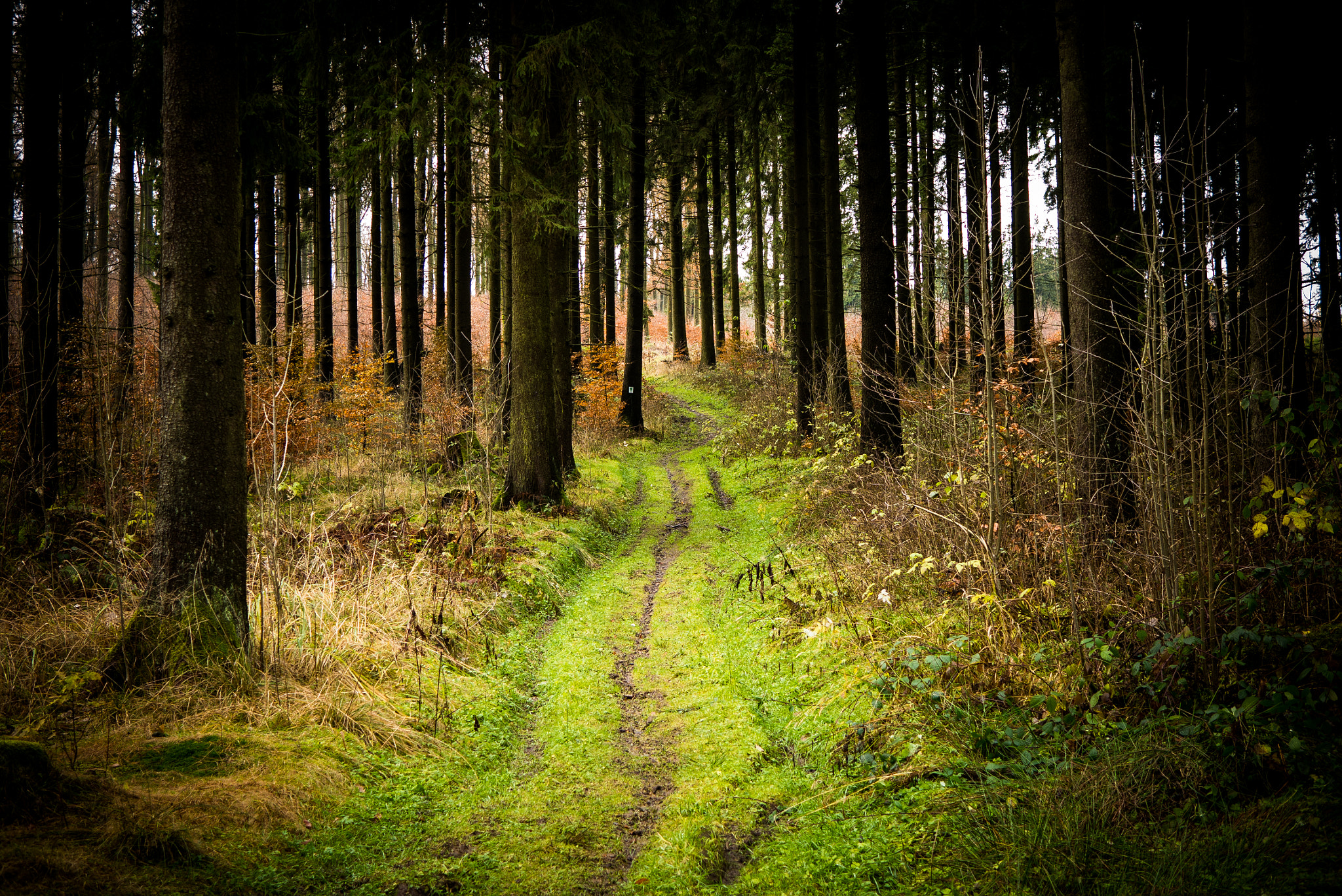 Panasonic Lumix G Macro 30mm F2.8 ASPH Mega OIS sample photo. The forest way photography