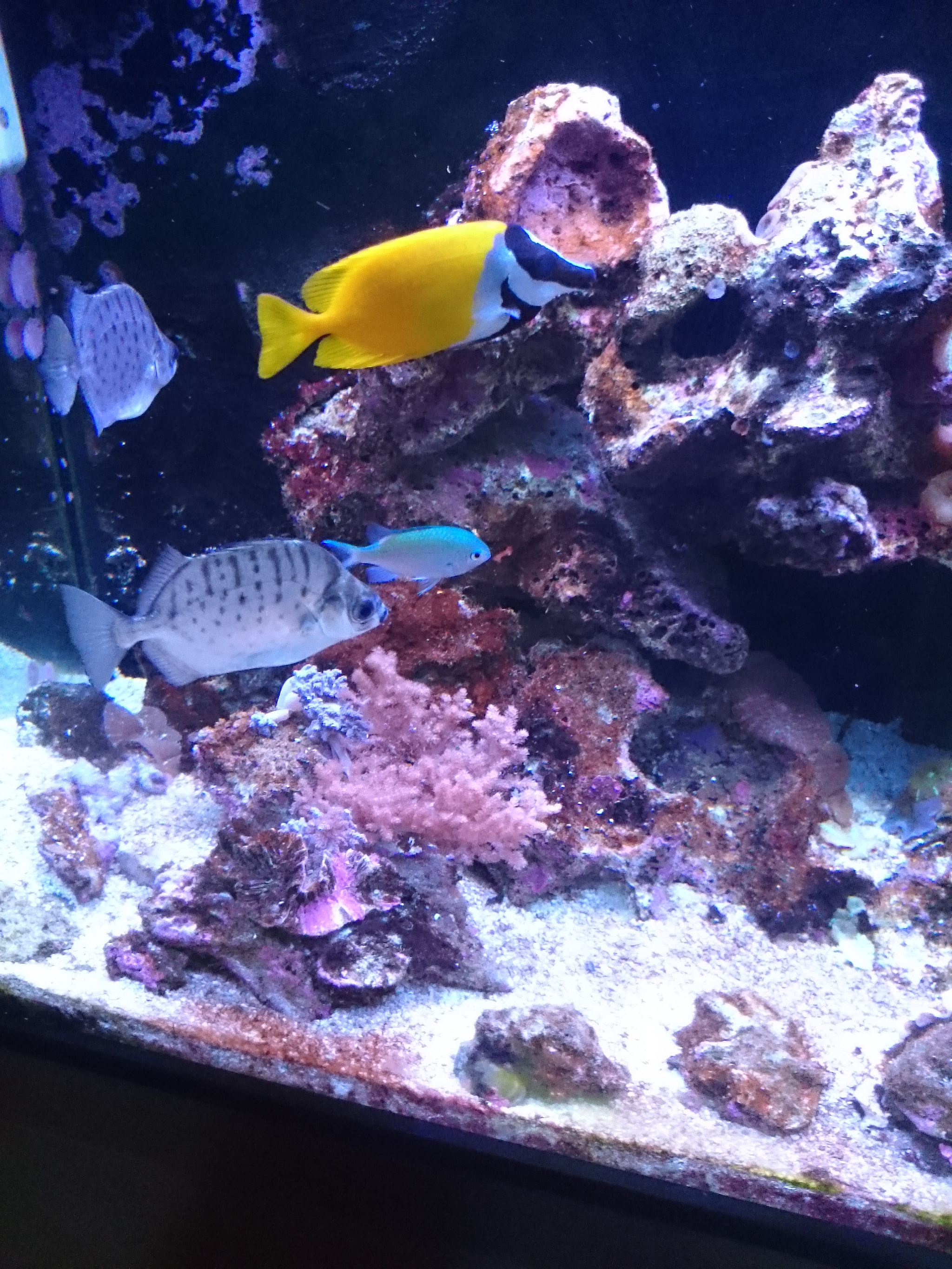 Sony Xperia Z Ultra sample photo. Aquarium  photography