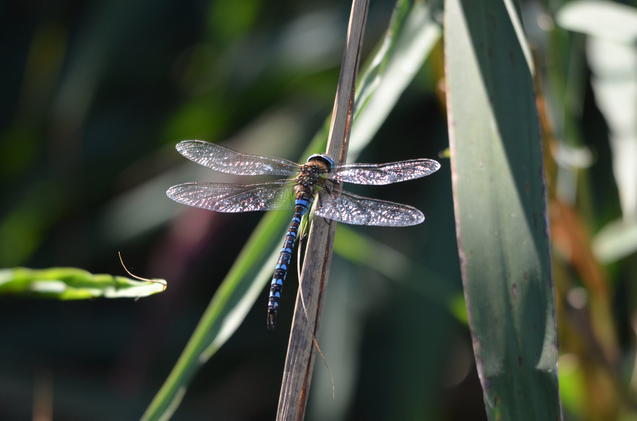 Sigma 150-500mm F5-6.3 DG OS HSM sample photo. All that glitters.... photography