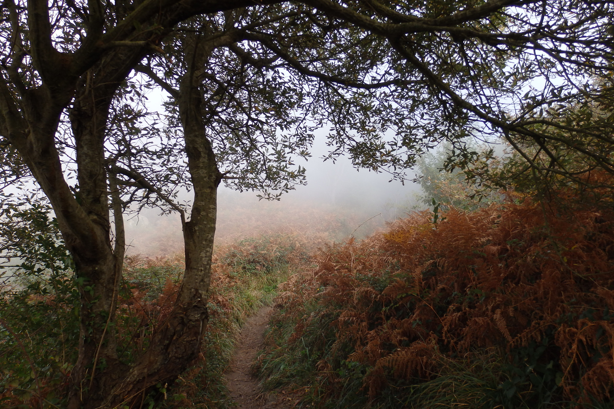 Olympus SZ-17 sample photo. Arbol junto al sendero photography