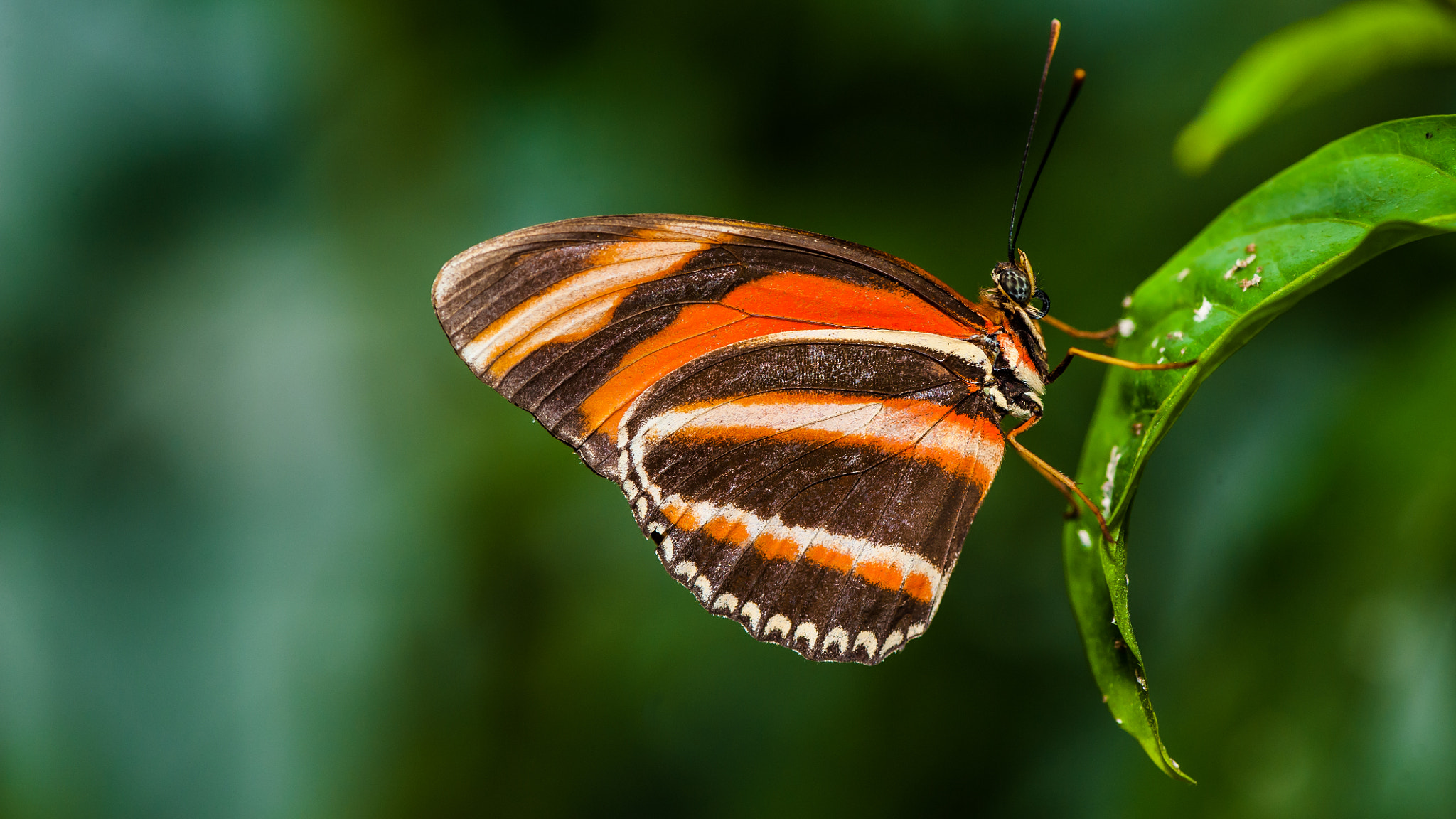 Nikon D3 sample photo. Tiger butterfly photography