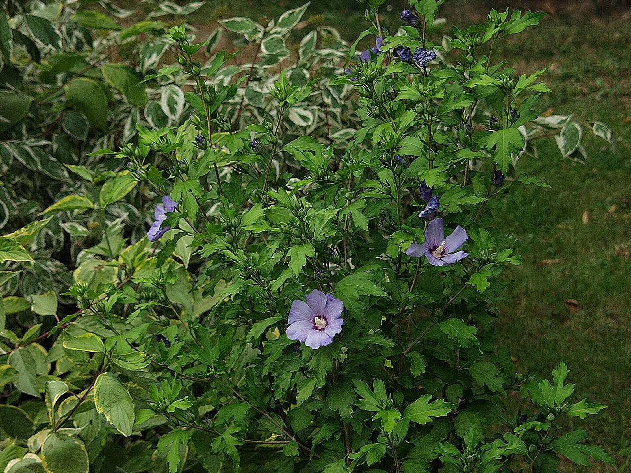 Olympus E-10 sample photo