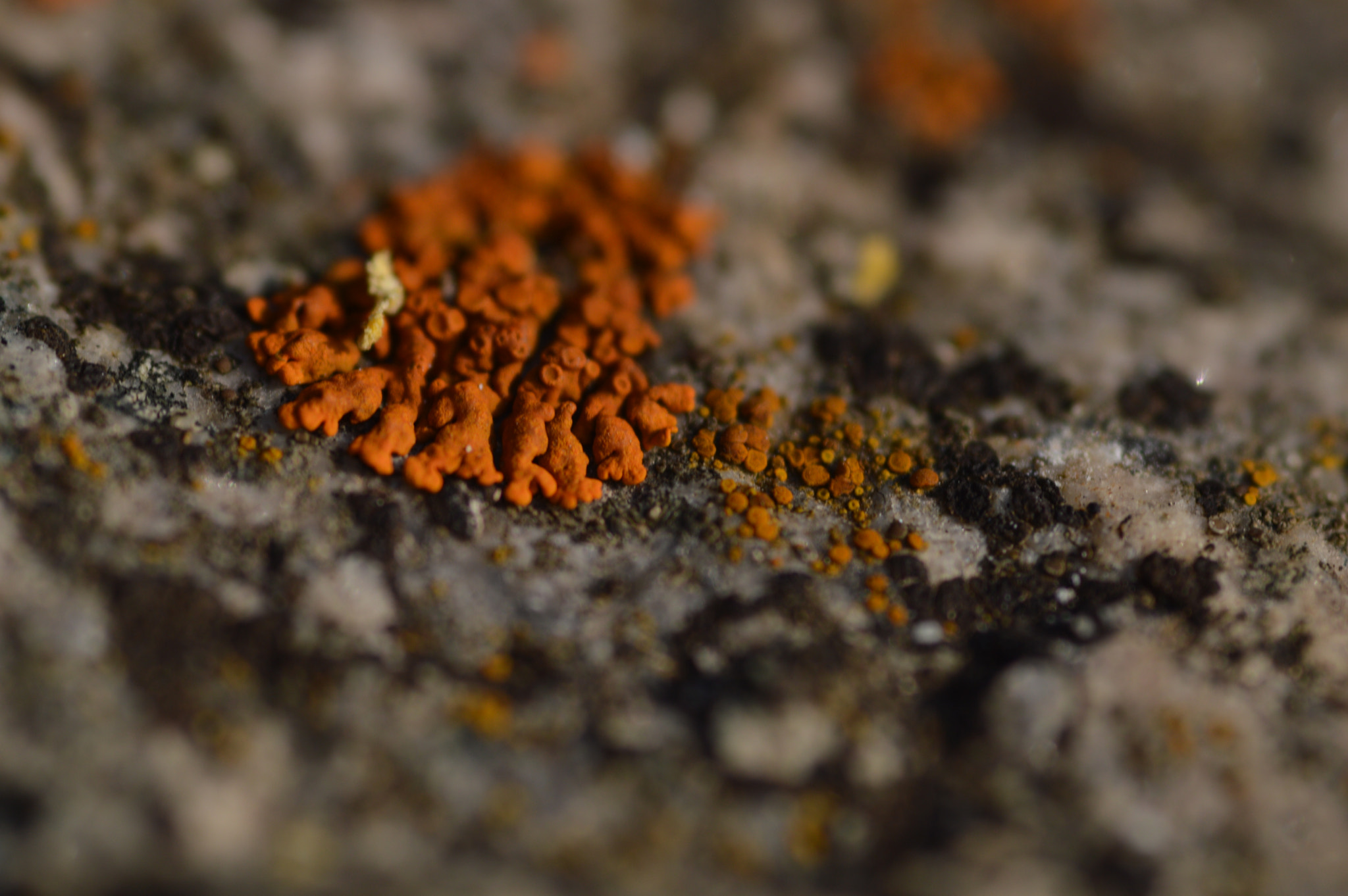 Nikon D3200 sample photo. Orange lichen photography