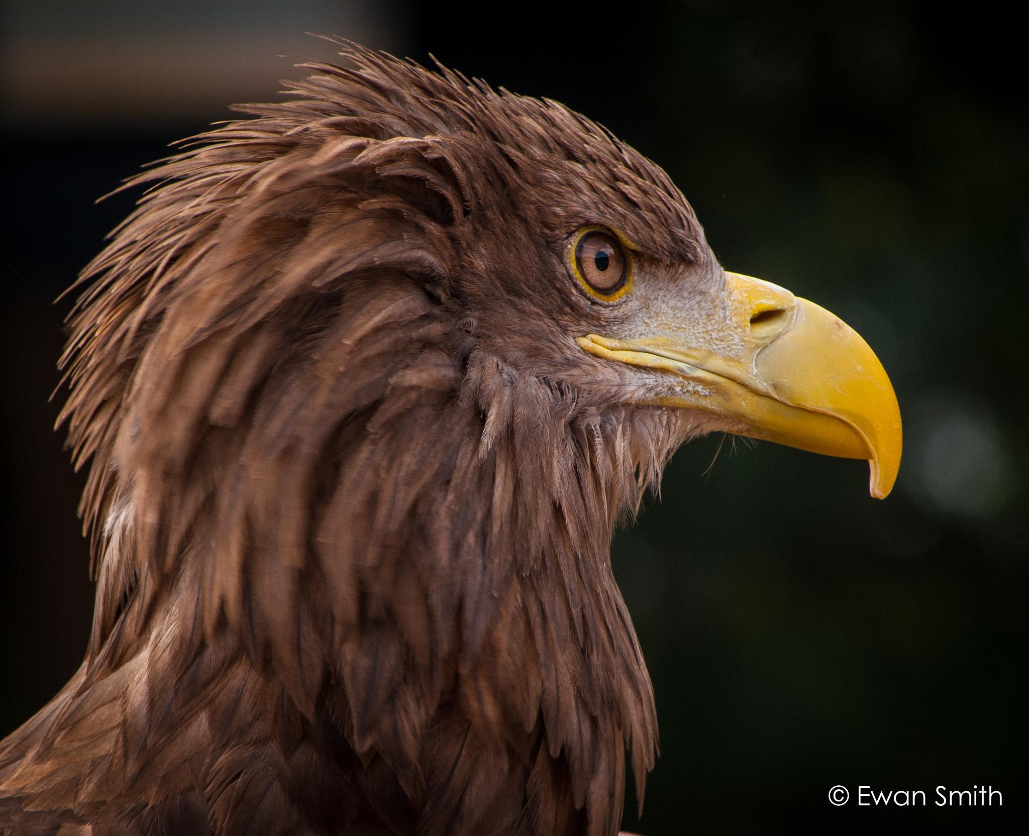 Nikon D3 sample photo. Golden eagle photography