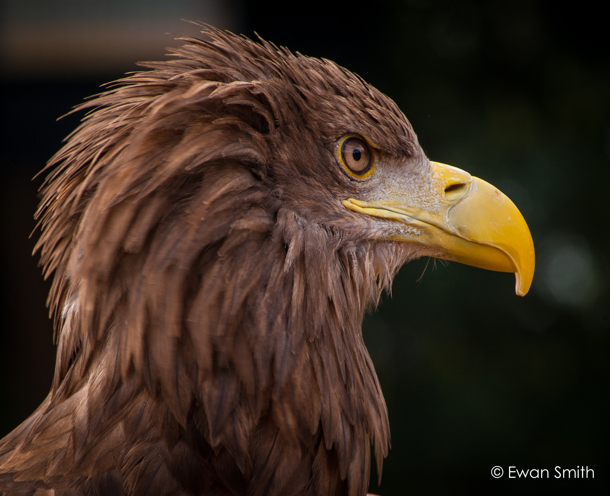 Nikon AF-Nikkor 80-200mm F2.8D ED sample photo. Golden eagle photography