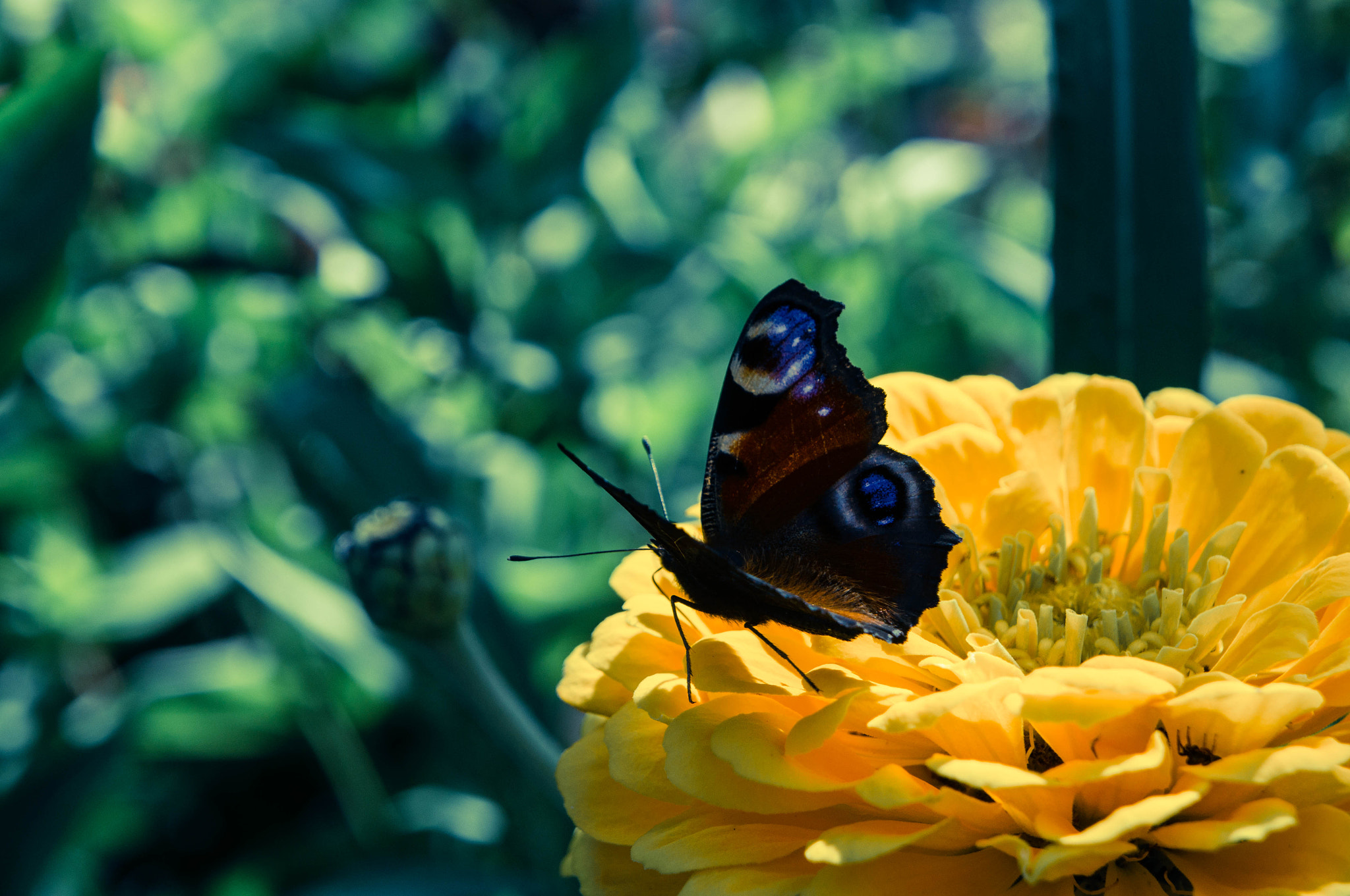 Sony Alpha NEX-C3 + Sony E 18-55mm F3.5-5.6 OSS sample photo. Summer vibes photography