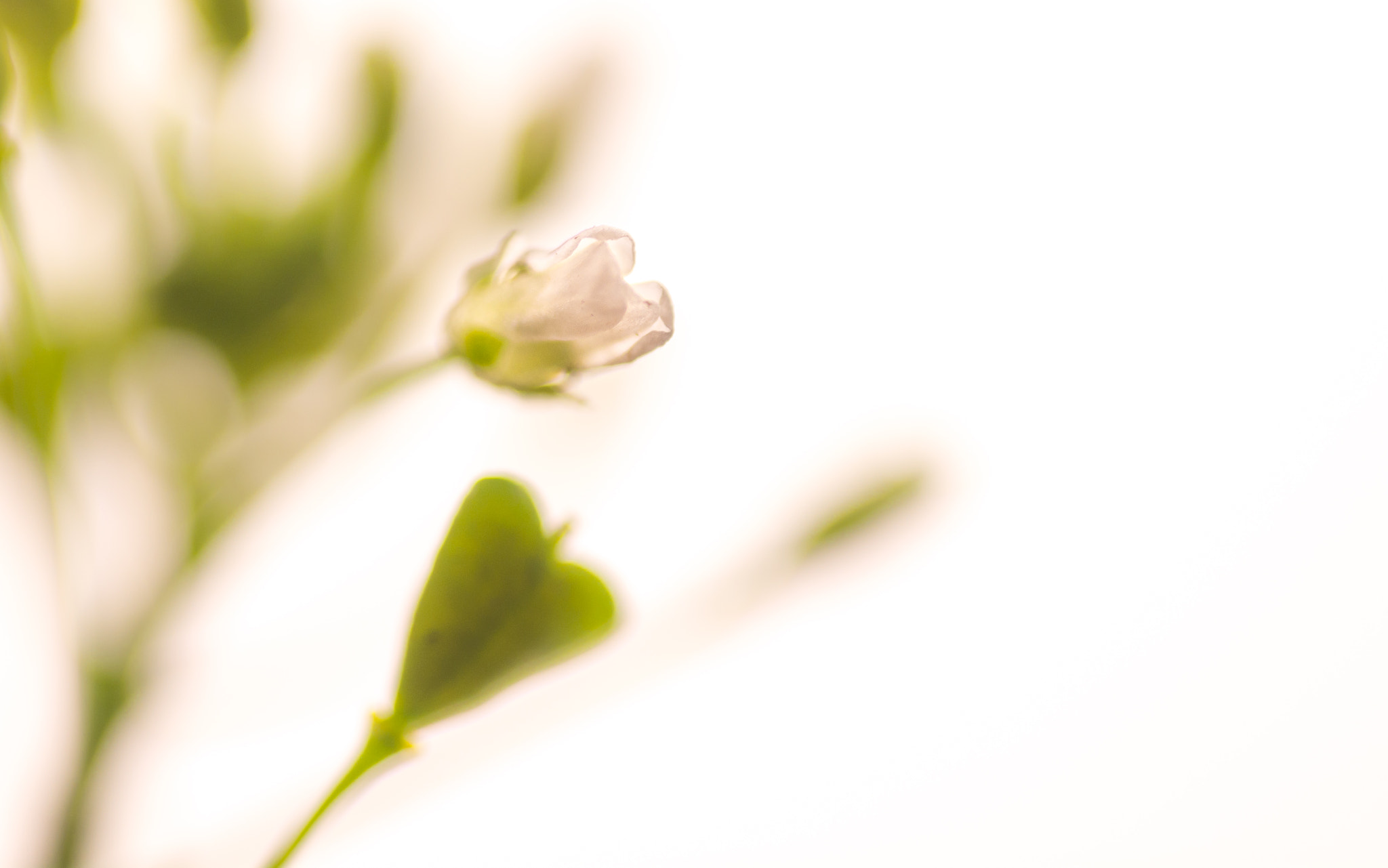 Sigma 150mm F2.8 EX DG Macro HSM sample photo. Found from the darkness....a light so bright photography