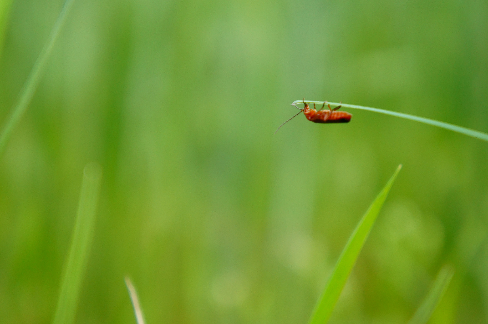 Sony Alpha NEX-C3 sample photo. Guest photography