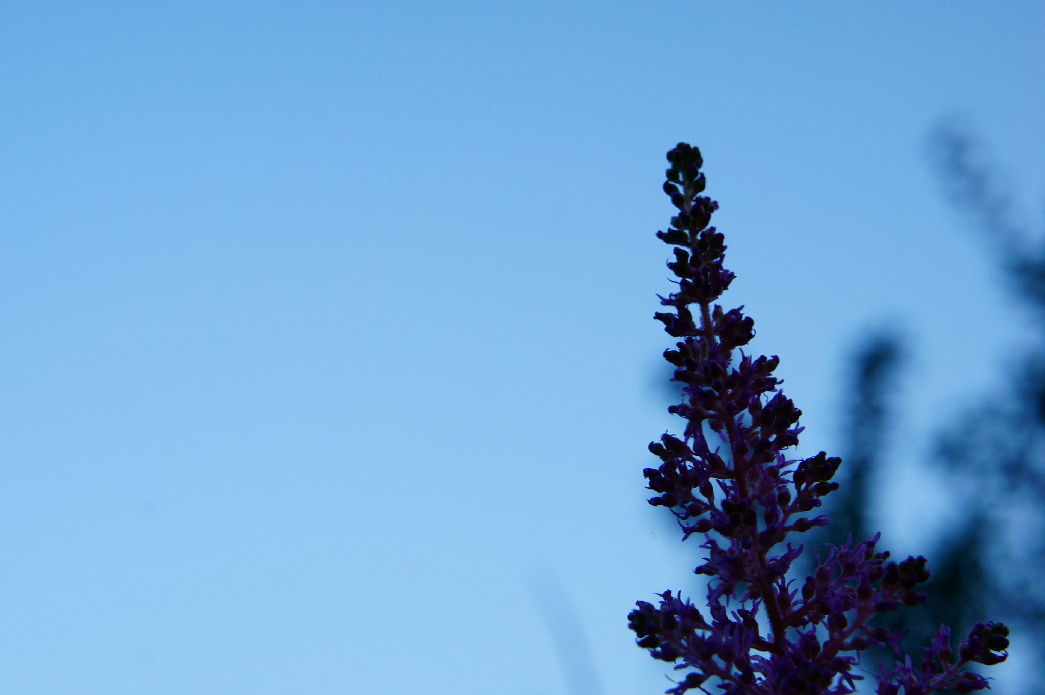 Sony Alpha NEX-C3 sample photo. Bloom photography