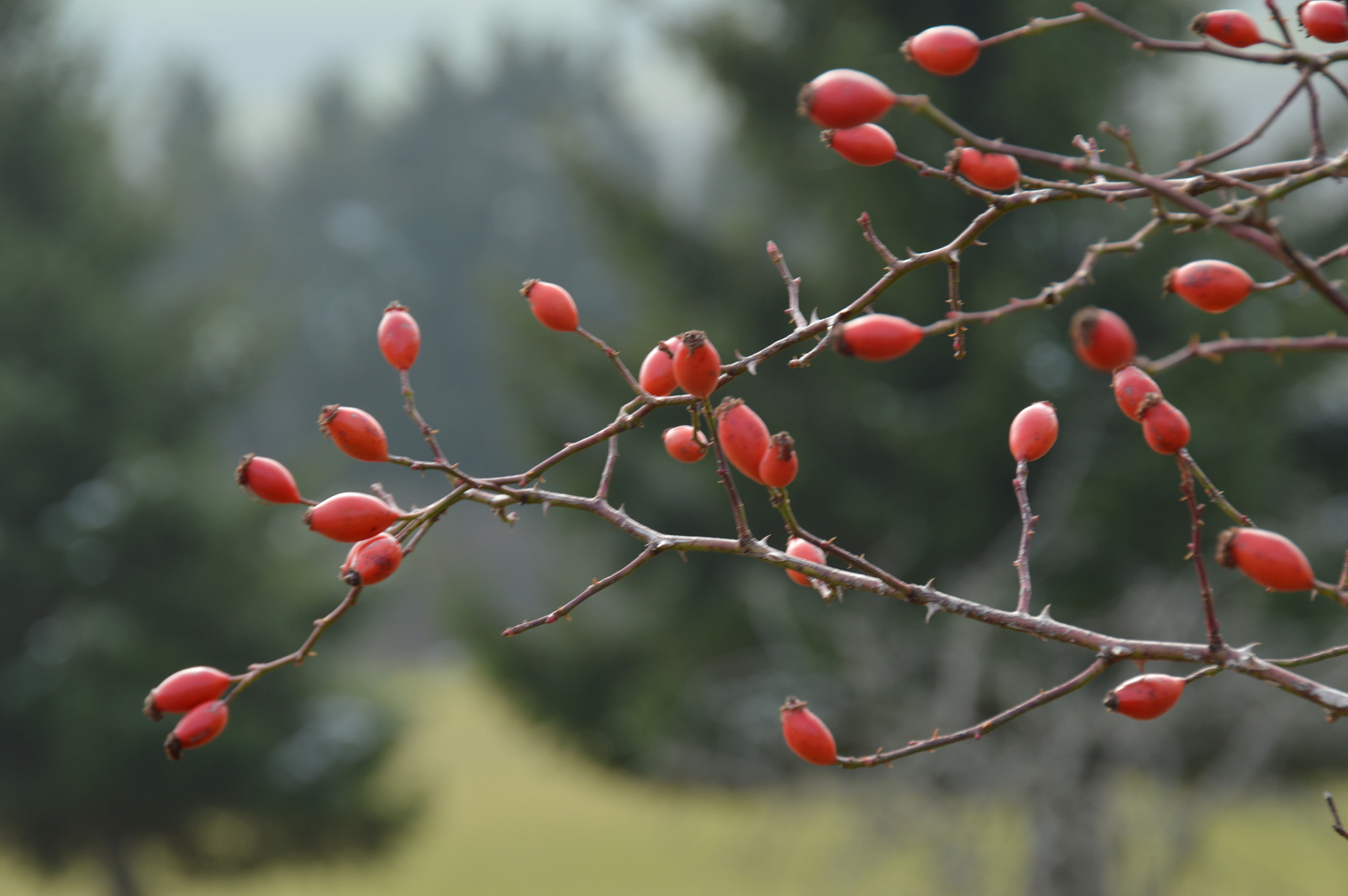 Nikon D3200 sample photo. Rose hip photography
