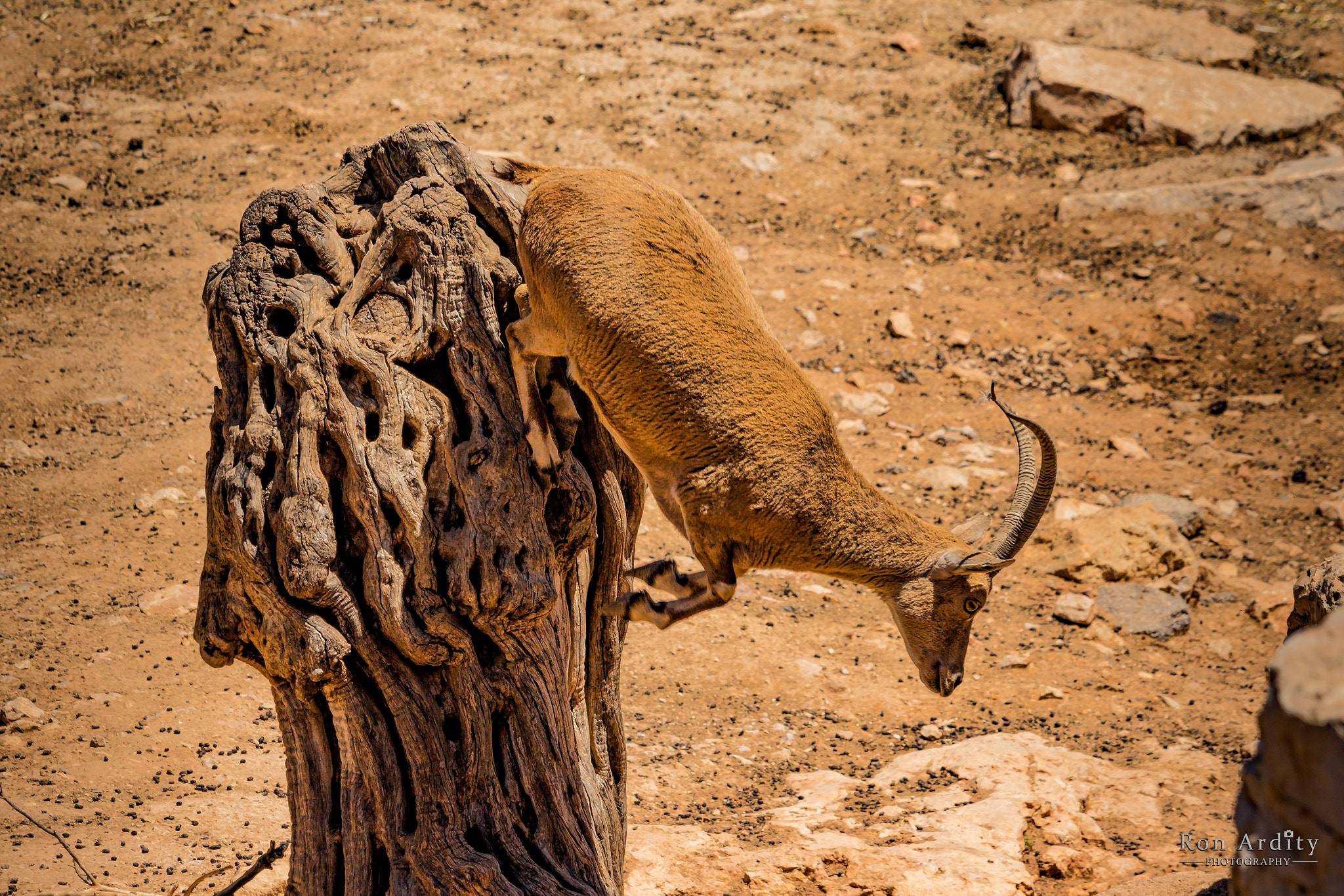 Canon EF-S 55-250mm F4-5.6 IS STM sample photo. Mountain goat photography
