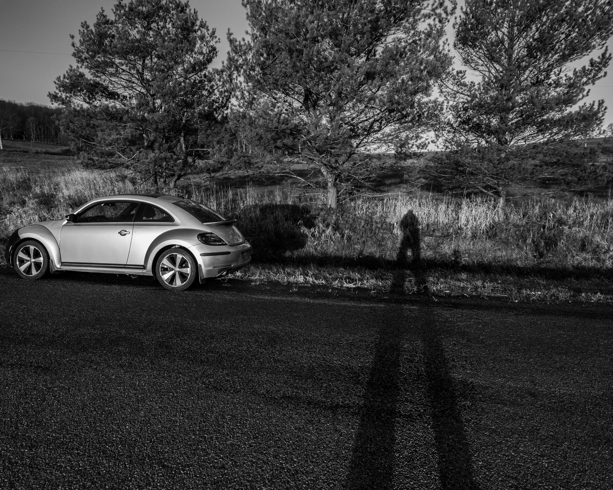 Nikon D810 + Nikon AF-S Nikkor 17-35mm F2.8D ED-IF sample photo. "shadowman" shoots a beetle photography