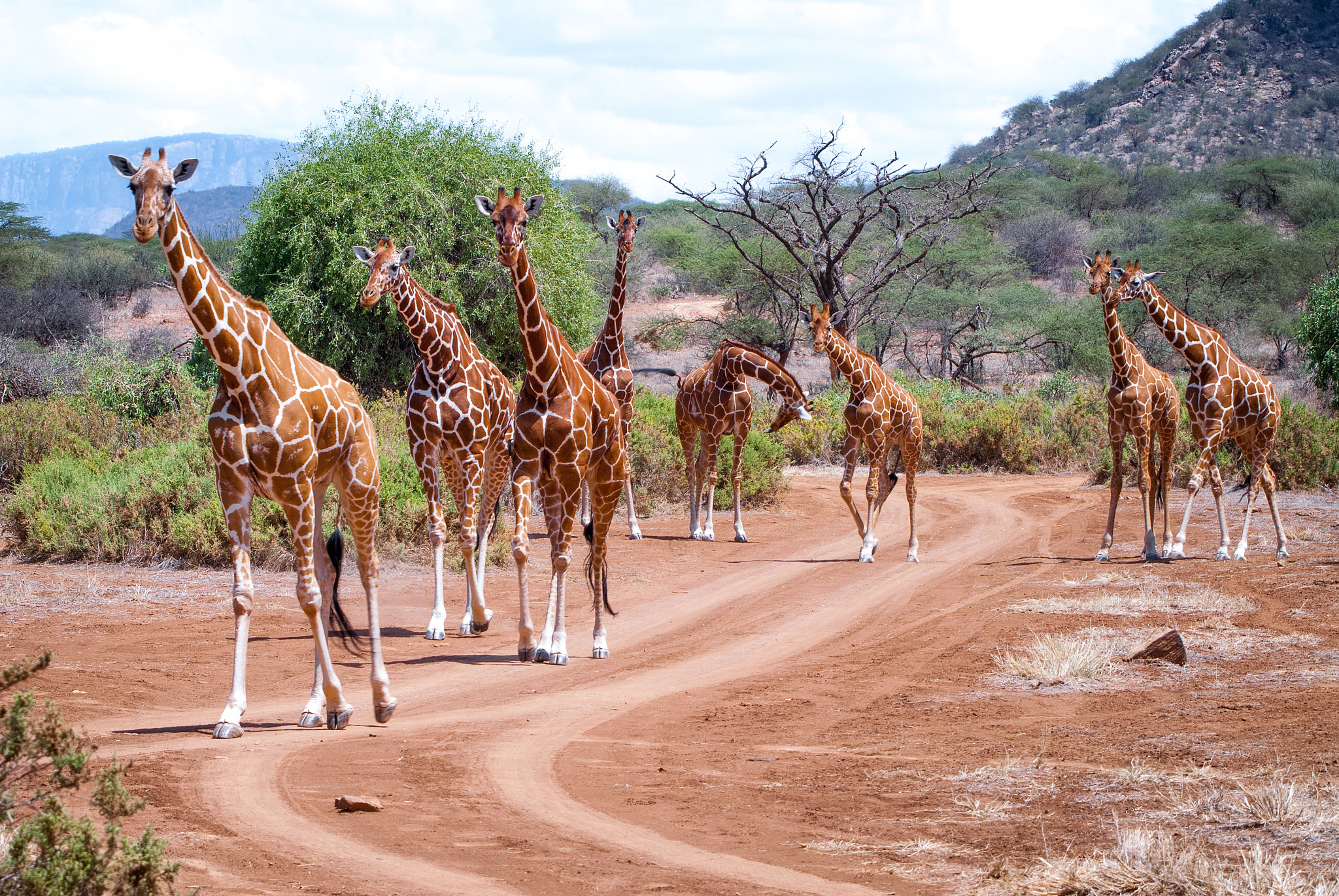 Sigma 50-500mm F4-6.3 EX APO RF HSM sample photo. Somali giraffe party photography