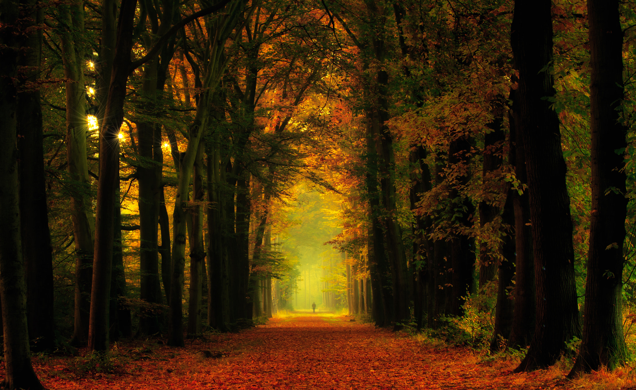 Canon EF 50-200mm f/3.5-4.5 sample photo. In his mind, through the forest photography