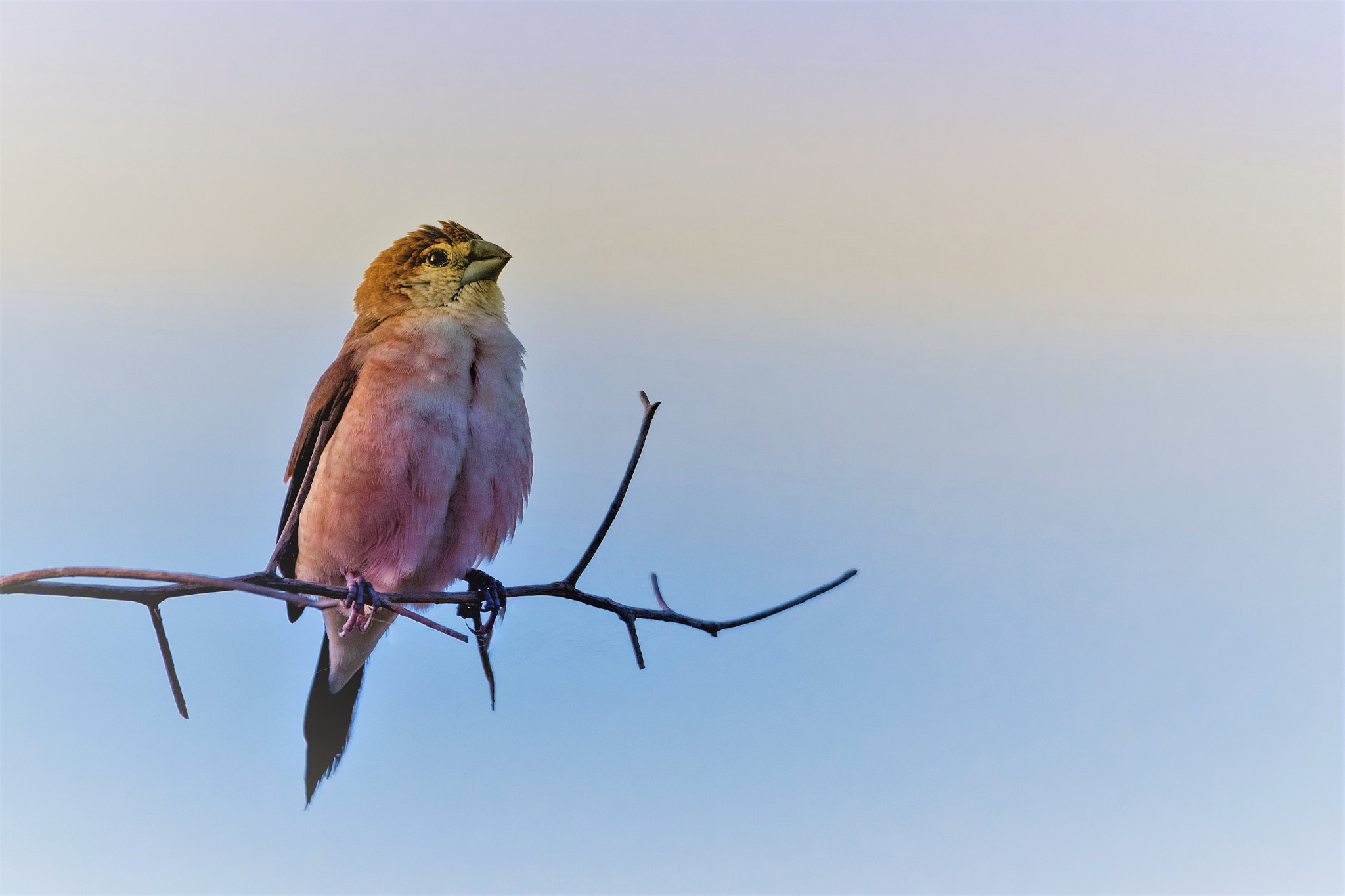 Nikon D5500 + Sigma 150-600mm F5-6.3 DG OS HSM | C sample photo. Linnet photography