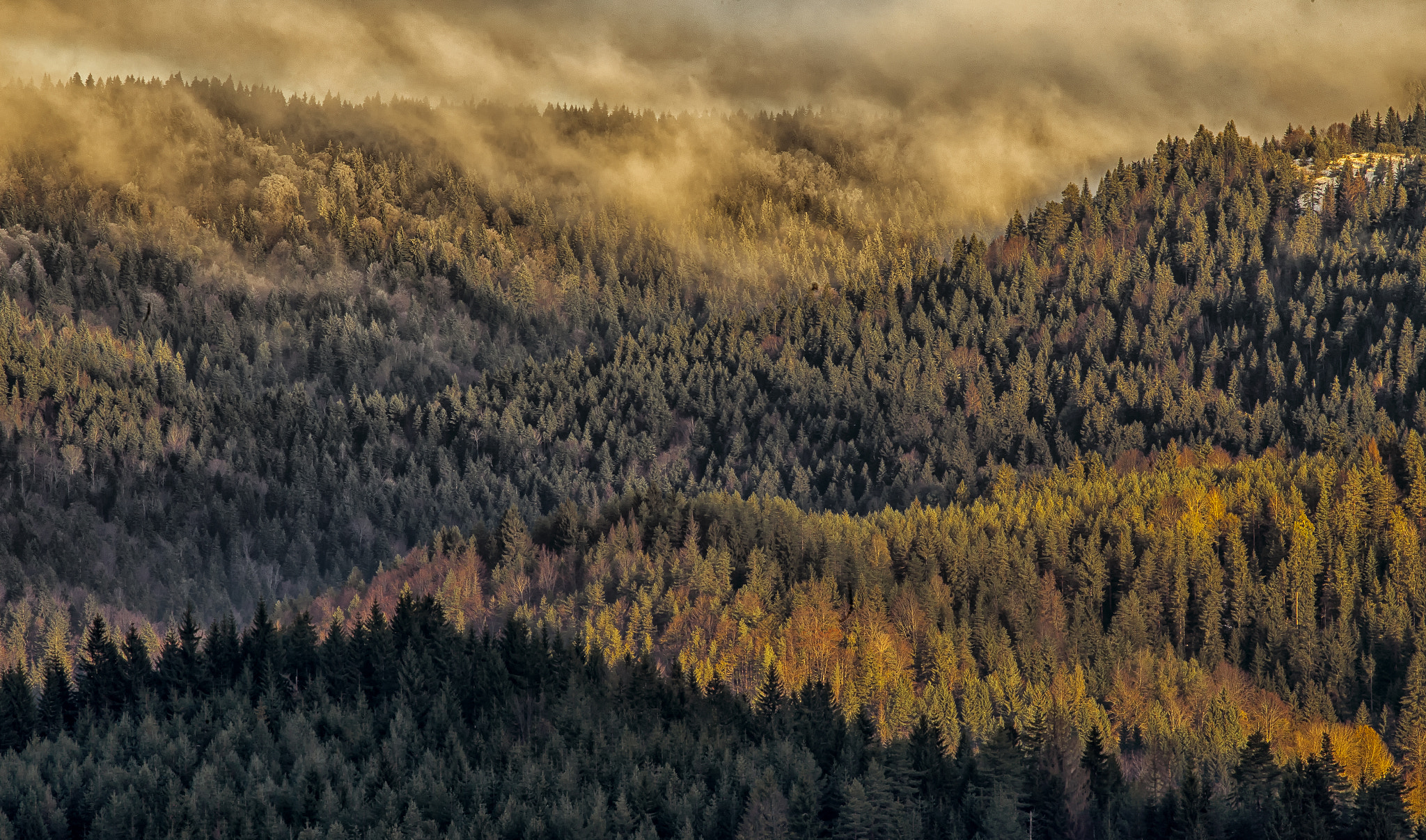 Canon EOS 6D + Canon EF 400mm F5.6L USM sample photo. Tara national park serbia photography