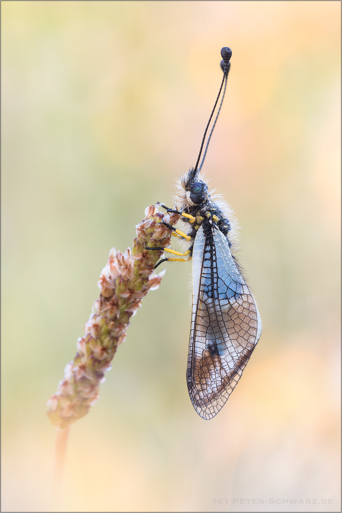 Sigma 150mm f/2.8 EX DG OS HSM APO Macro sample photo. Libelloides lacteus (ottomanus) photography