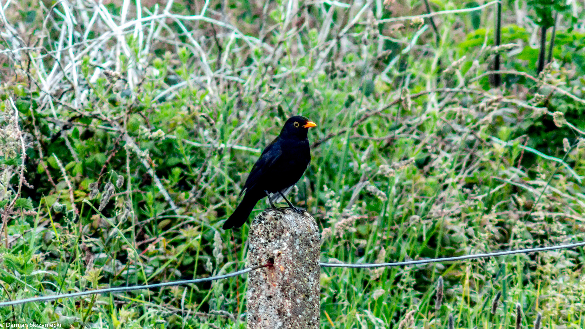 Canon EF 35-80mm f/4-5.6 sample photo. 27649825765.jpg photography